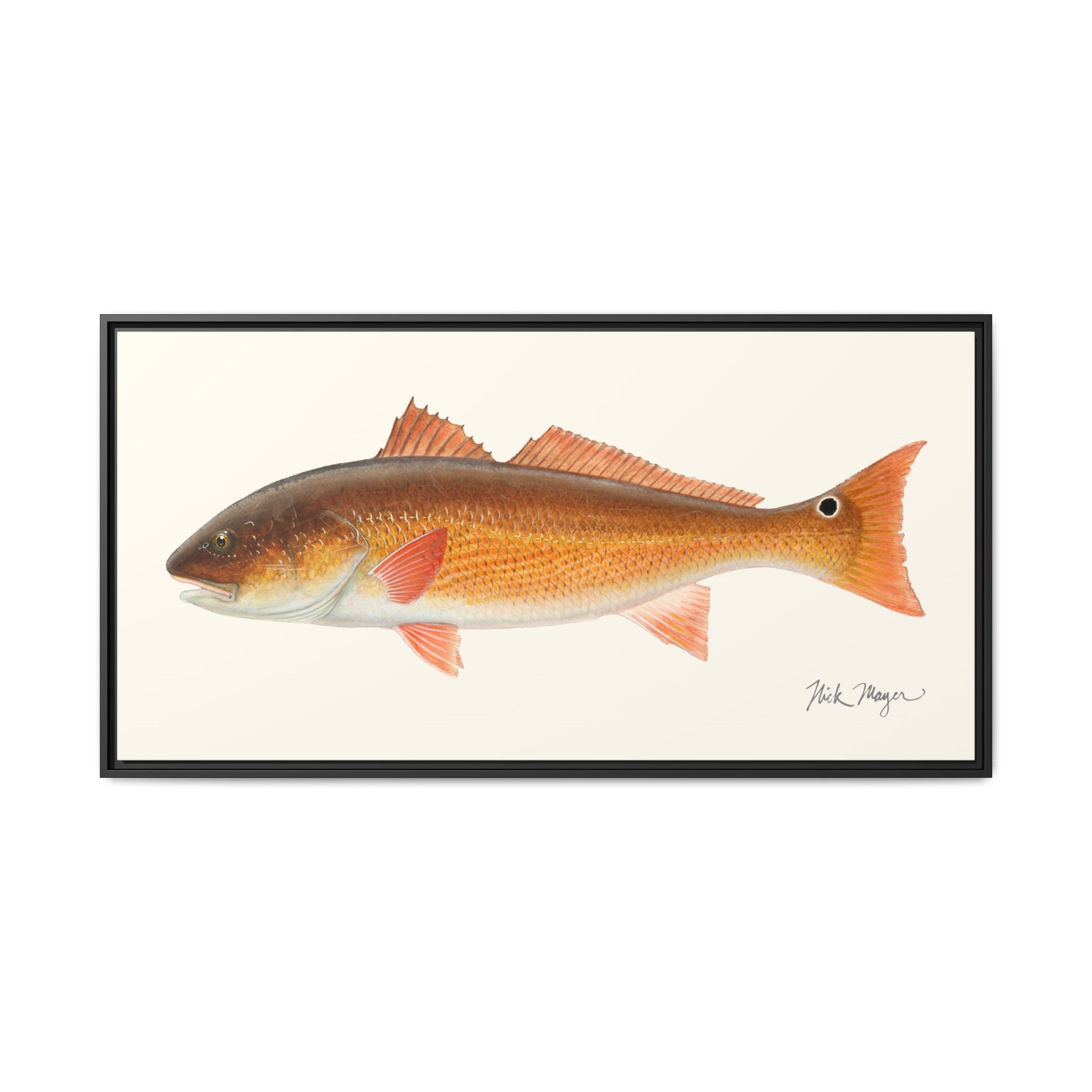 Redfish, 15 lbs Framed Canvas Print Printify