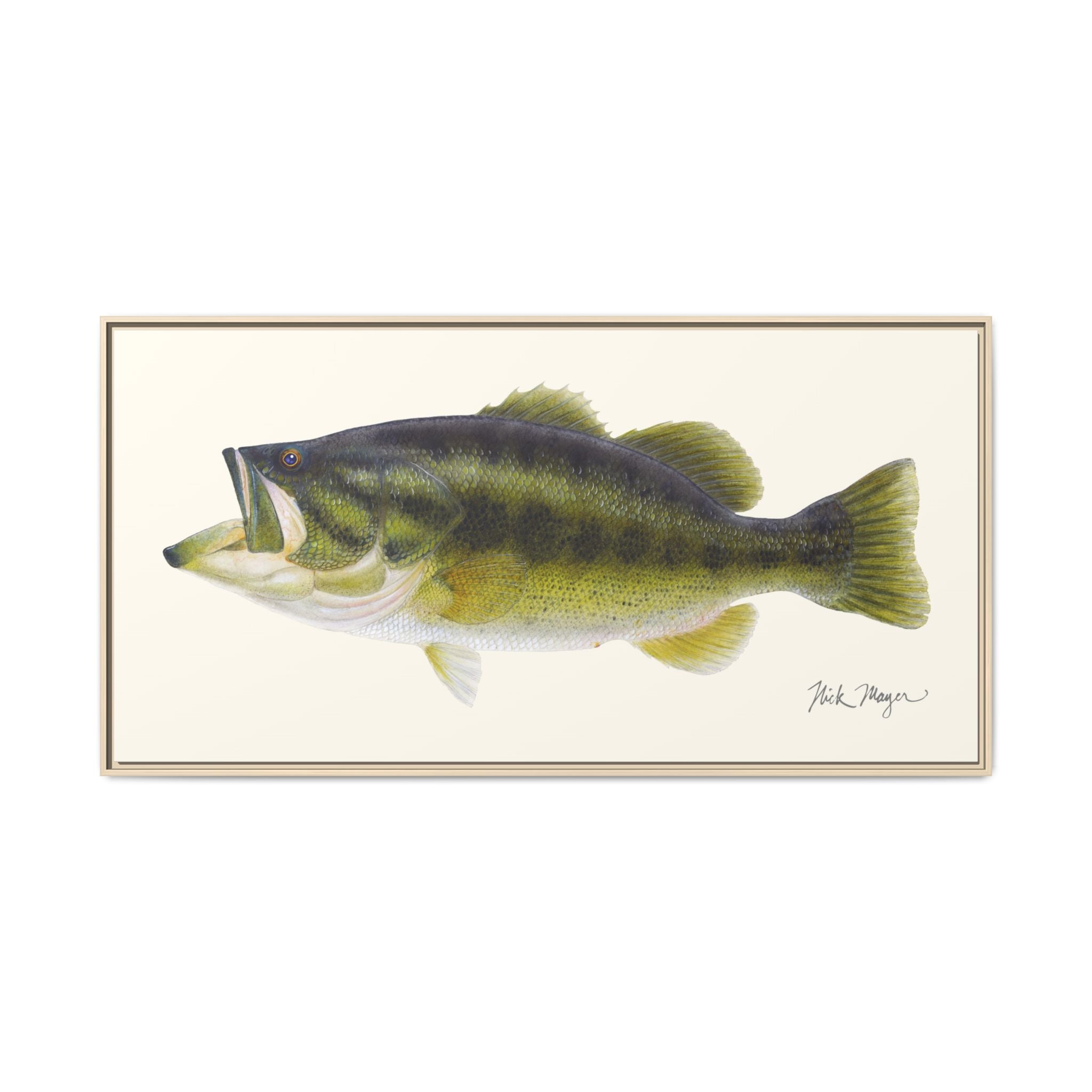 Largemouth Bass I Framed Canvas Print Printify