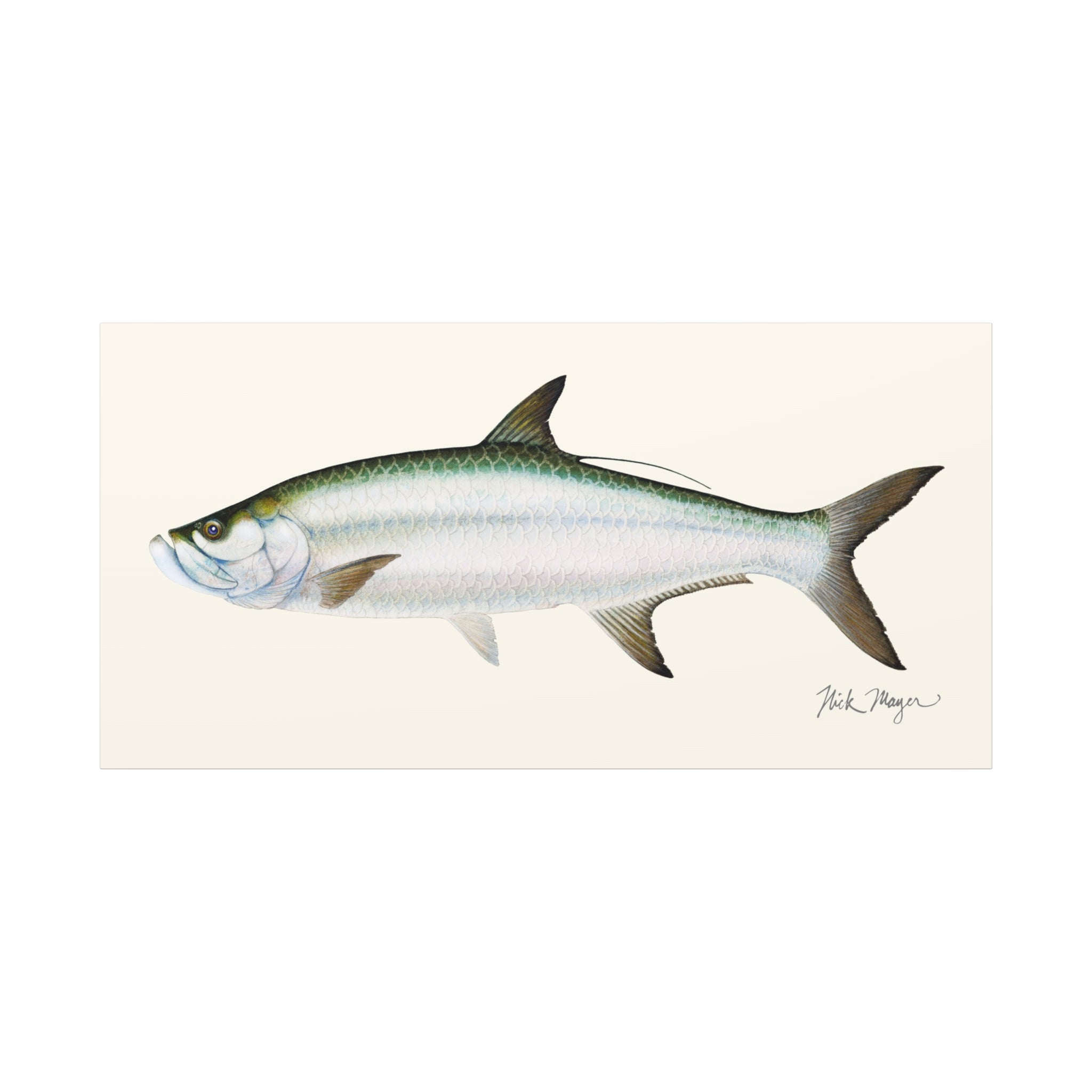 Tarpon Canvas Print Printify