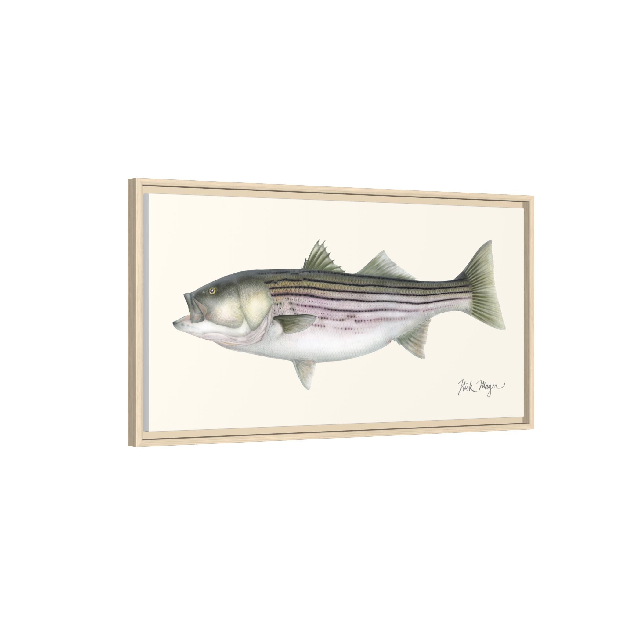Striped Bass, 30 lbs Framed Canvas Print Printify