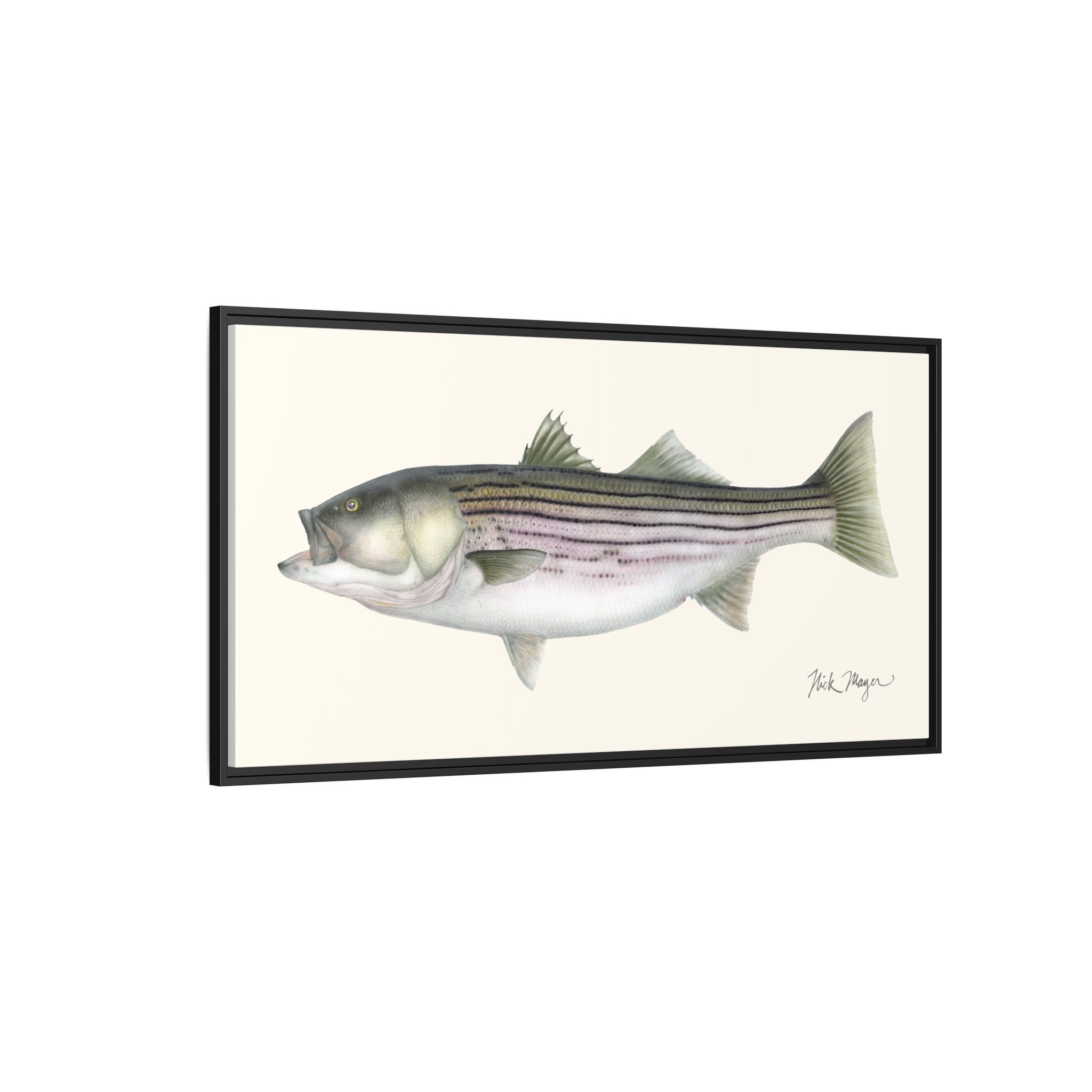 Striped Bass, 30 lbs Framed Canvas Print