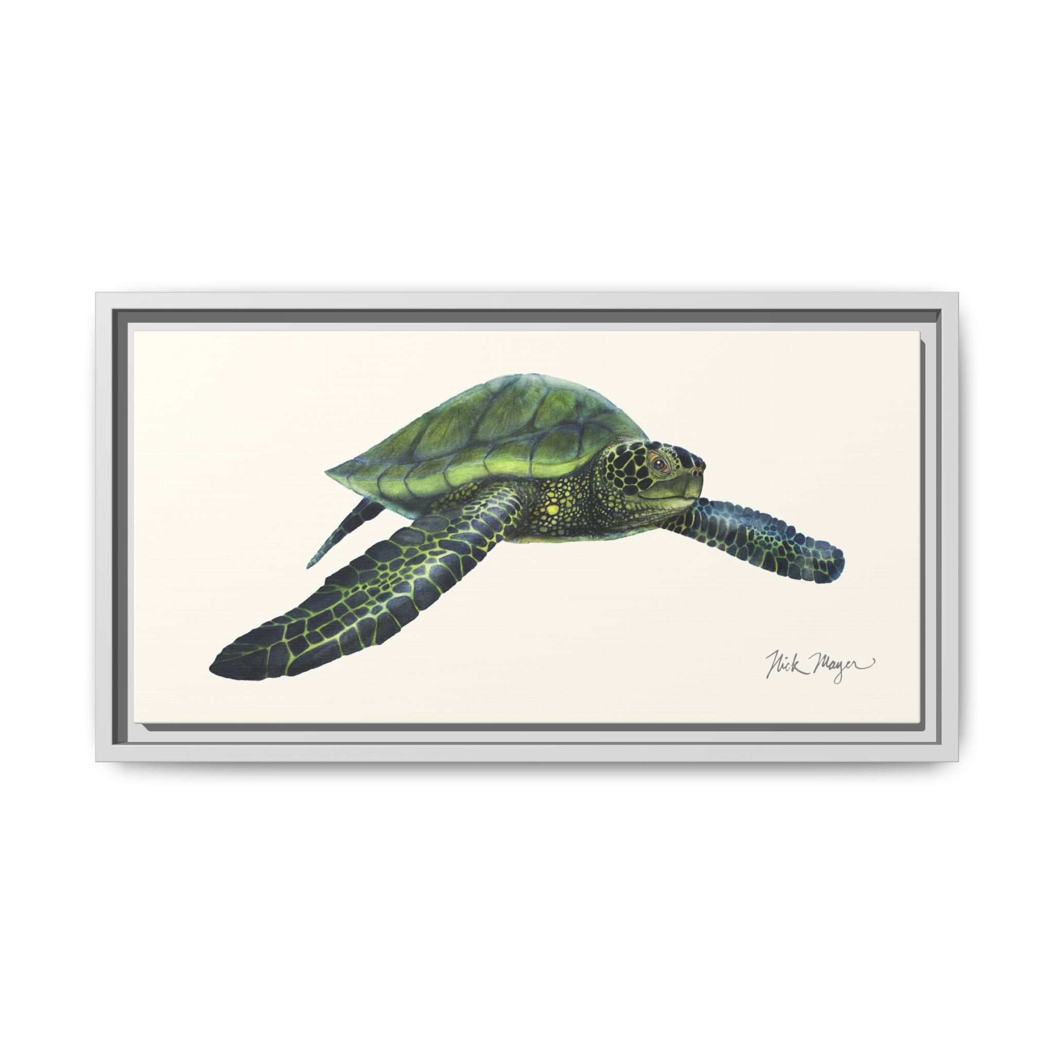 Green Sea Turtle I Framed Canvas Print Printify