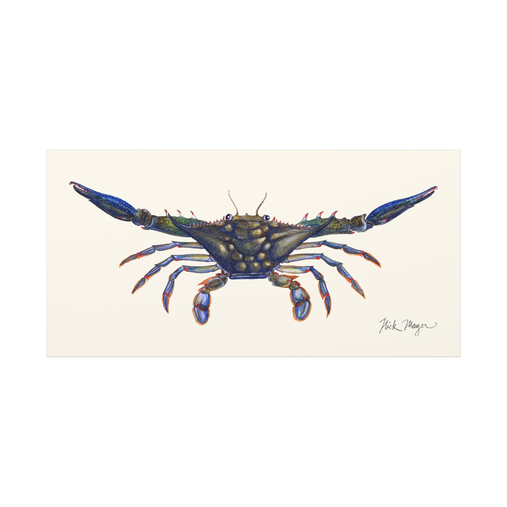 Blue Crab Claws Out Canvas Print