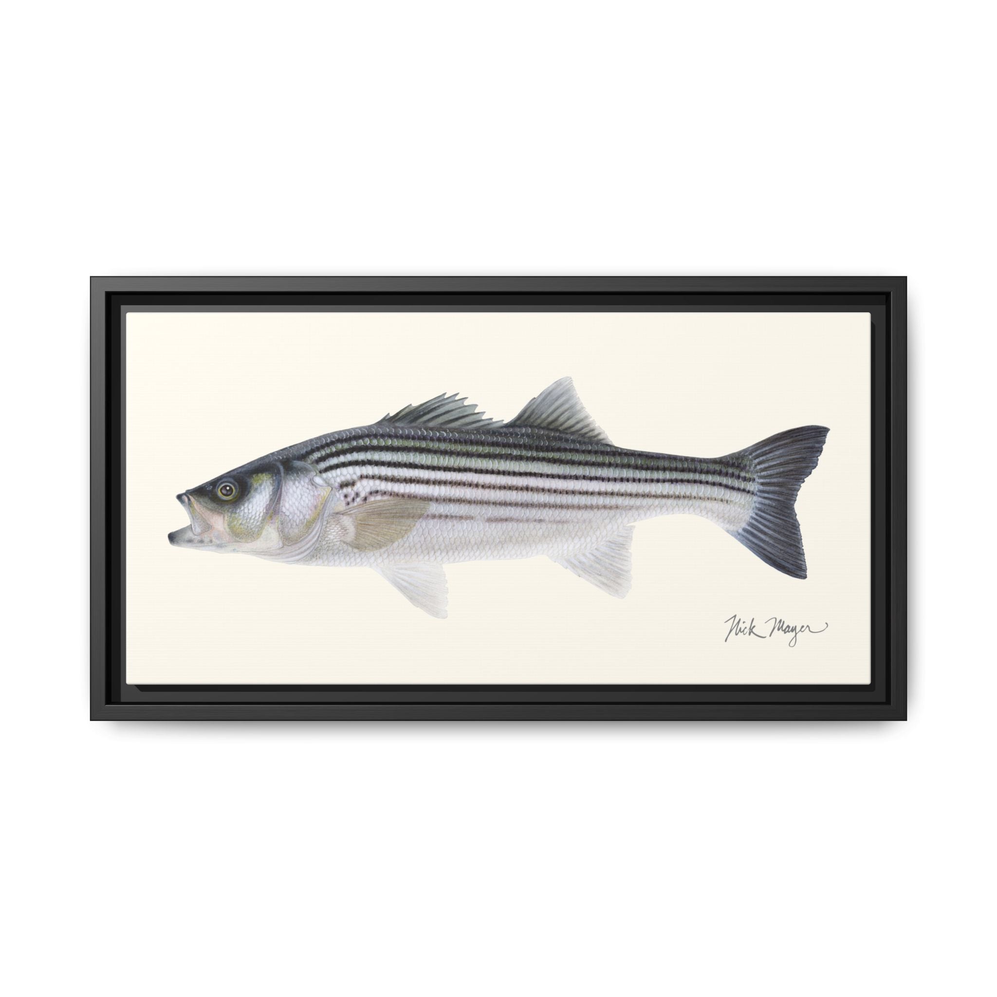 Schoolie Striped Bass Framed Canvas Print Printify