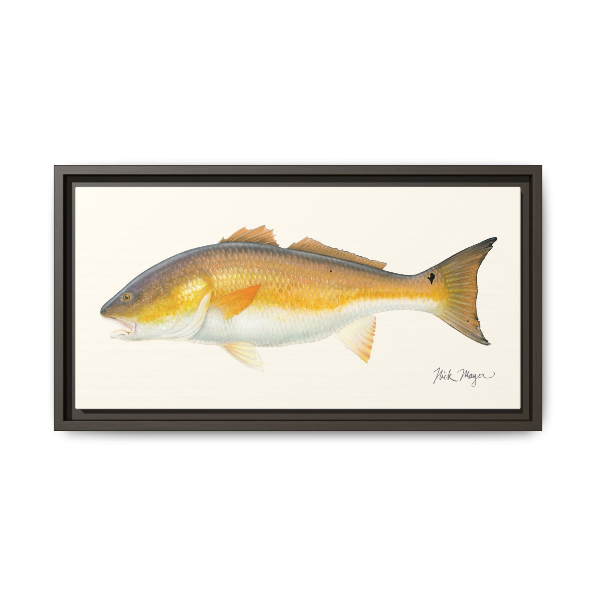 Bull Redfish Framed Canvas Print Printify