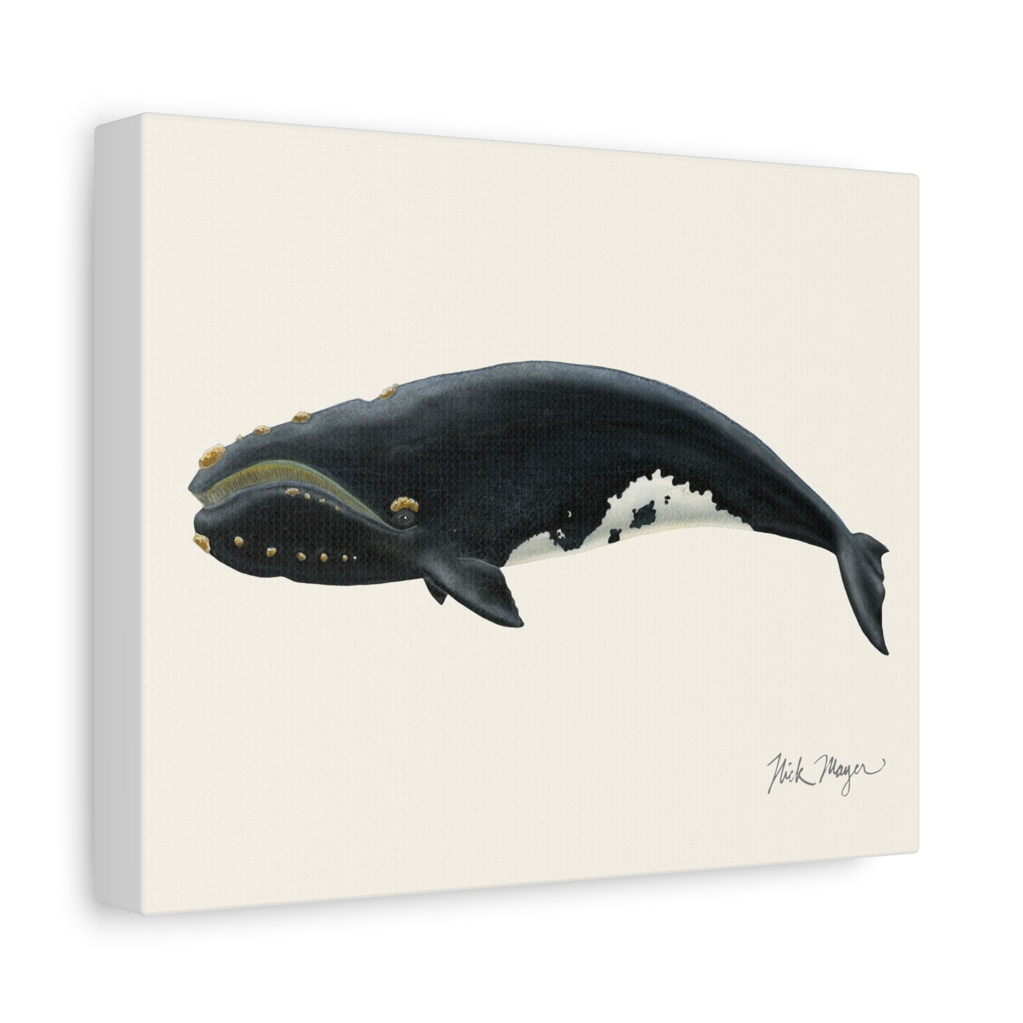 Right Whale Mini Canvas Print