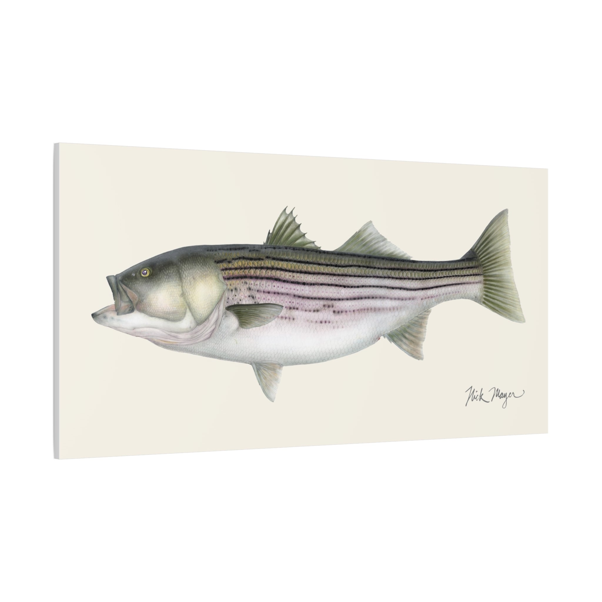 Striped Bass, 30 lbs Canvas Print