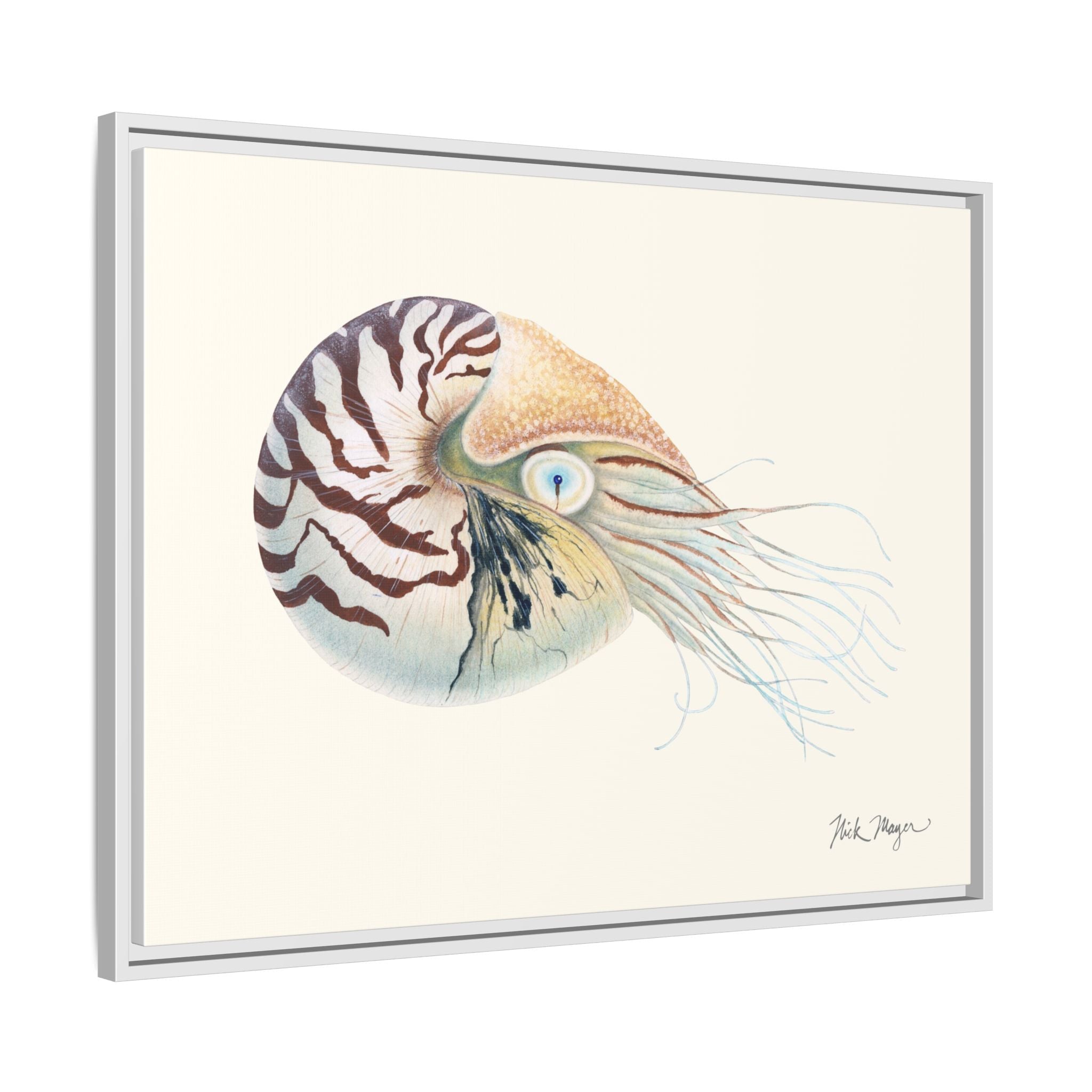 Chambered Nautilus Framed Canvas Print Printify