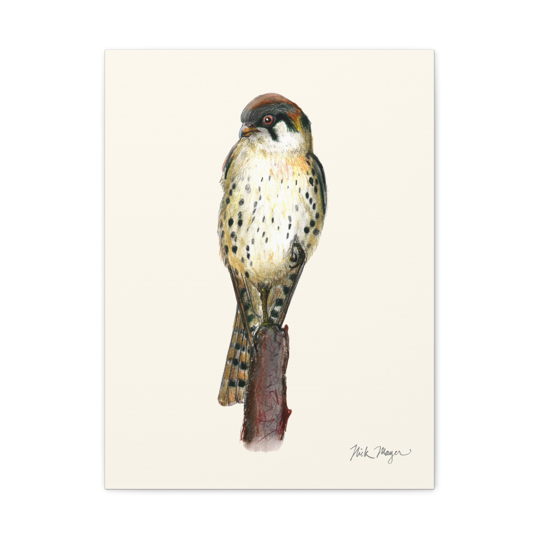 American Kestrel Canvas Print