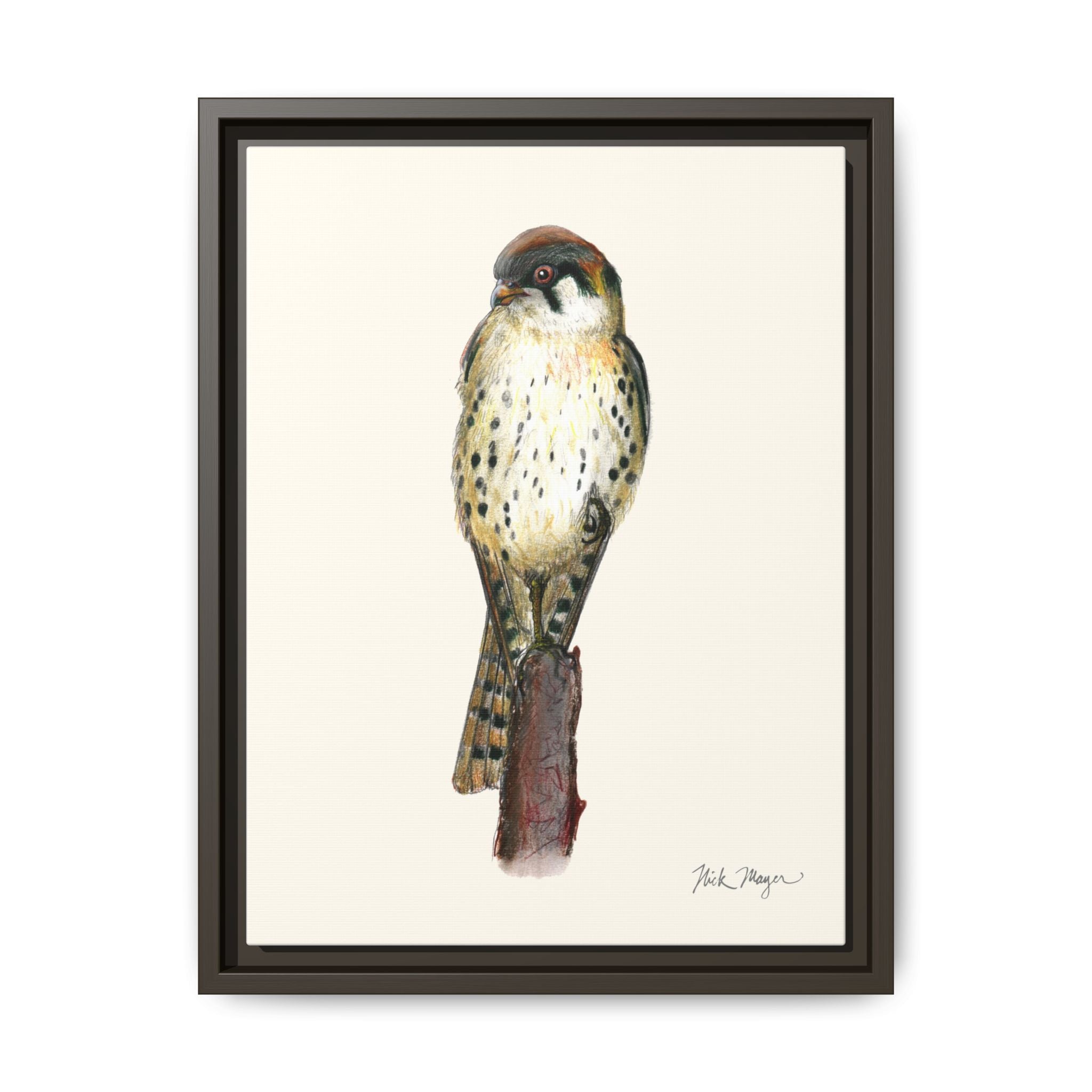 American Kestrel Framed Canvas Print Printify