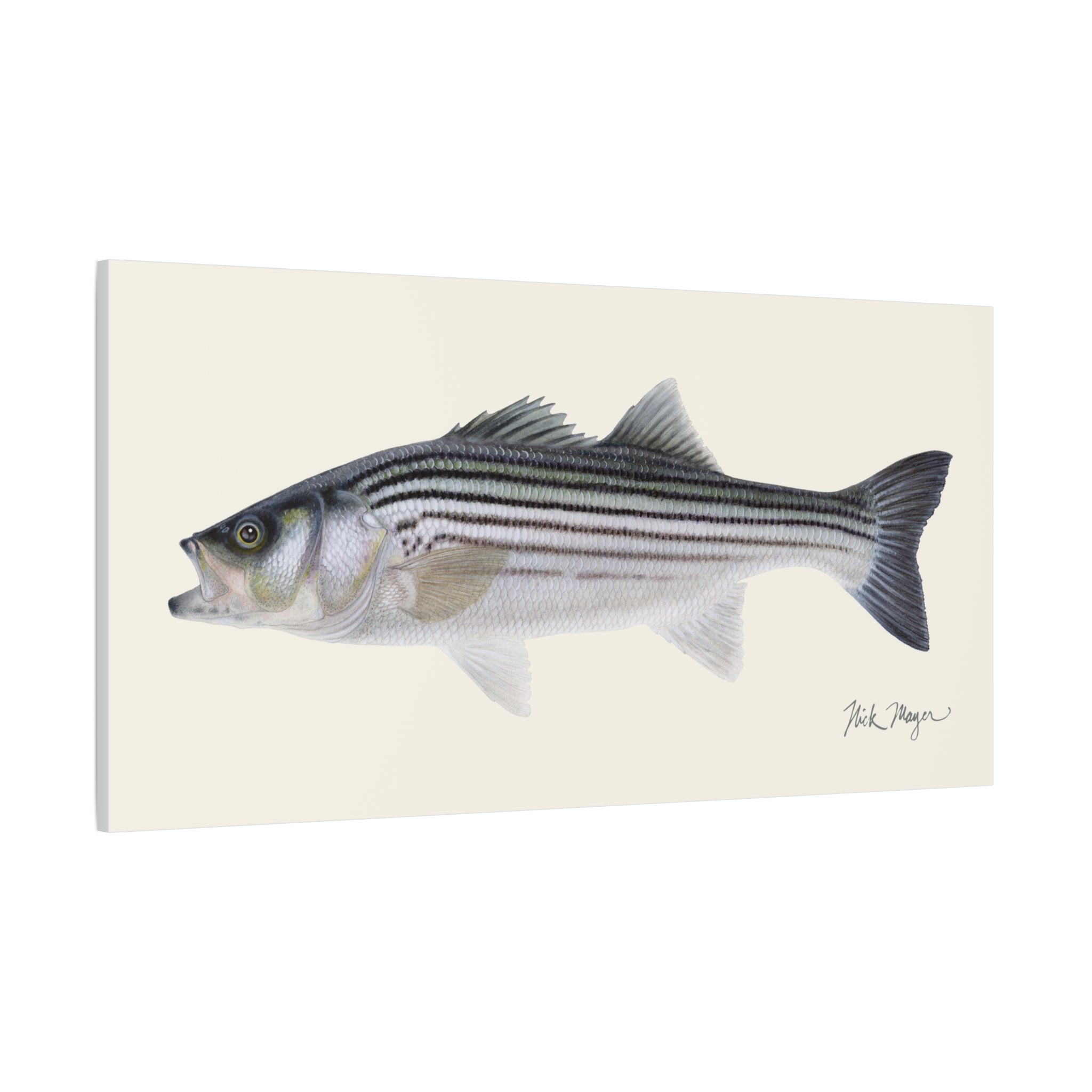 Schoolie Striped Bass Canvas Print