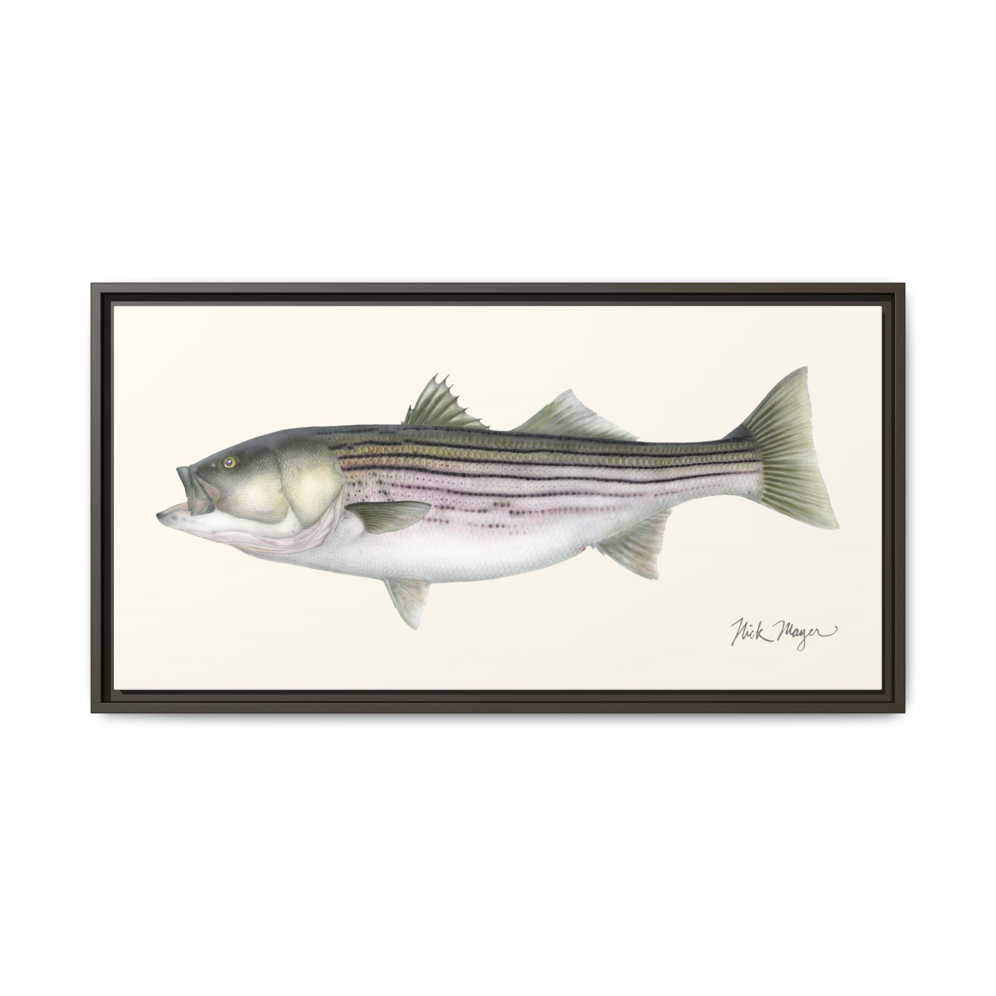 Striped Bass, 30 lbs Framed Canvas Print Printify