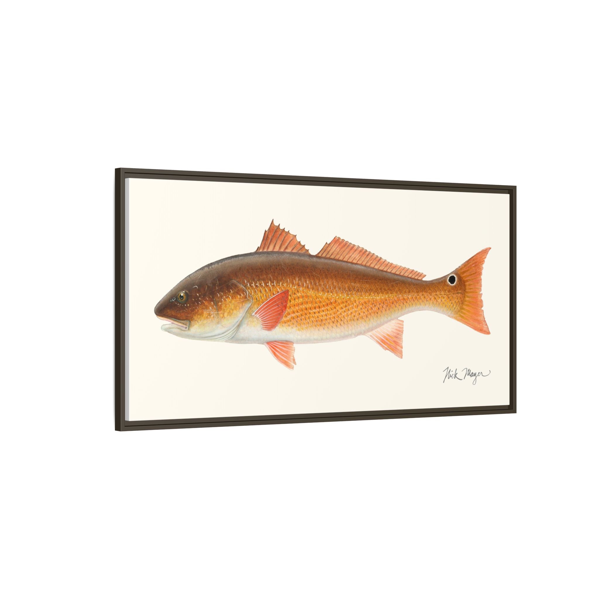Redfish, 15 lbs Framed Canvas Print Printify