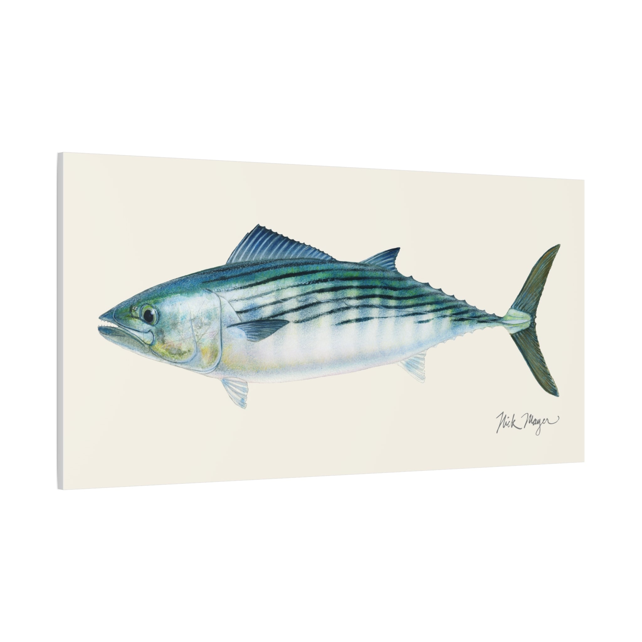 Bonito Canvas Print