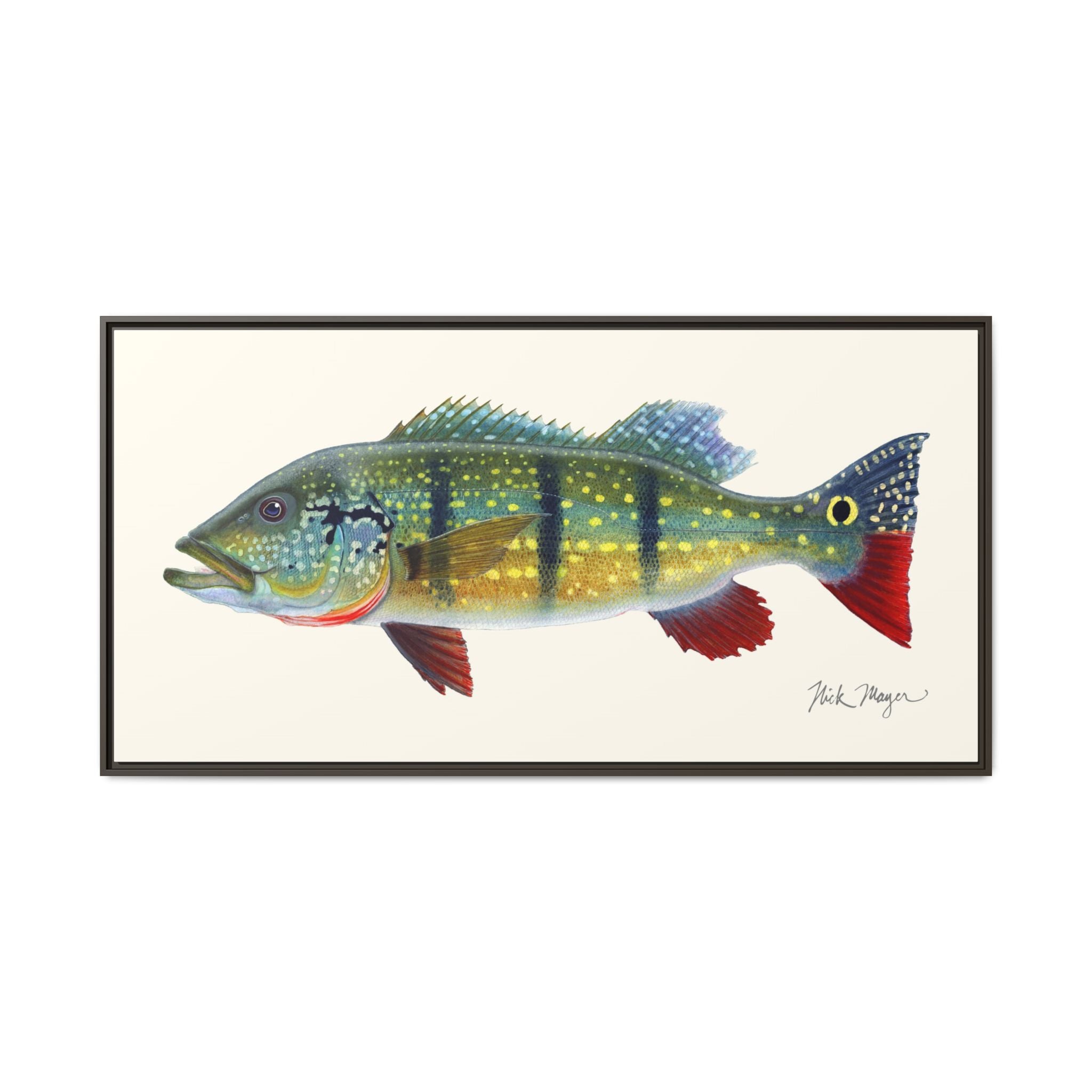 Peacock Bass Framed Canvas Print Printify