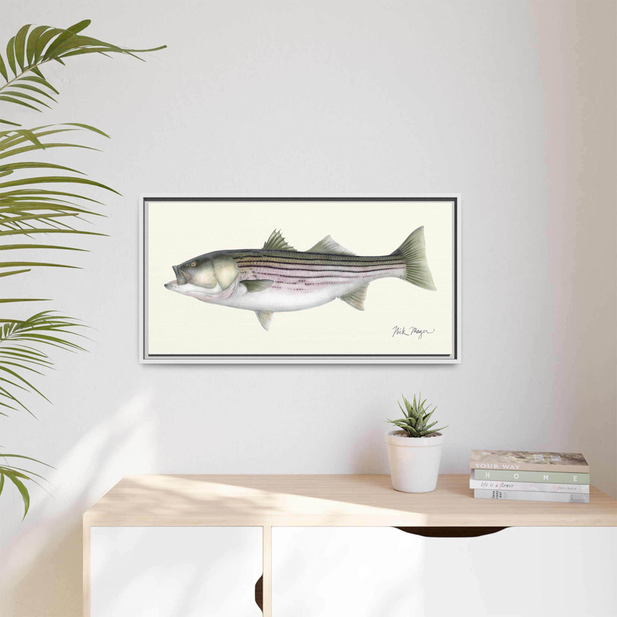 Striped Bass, 30 lbs Framed Canvas Print