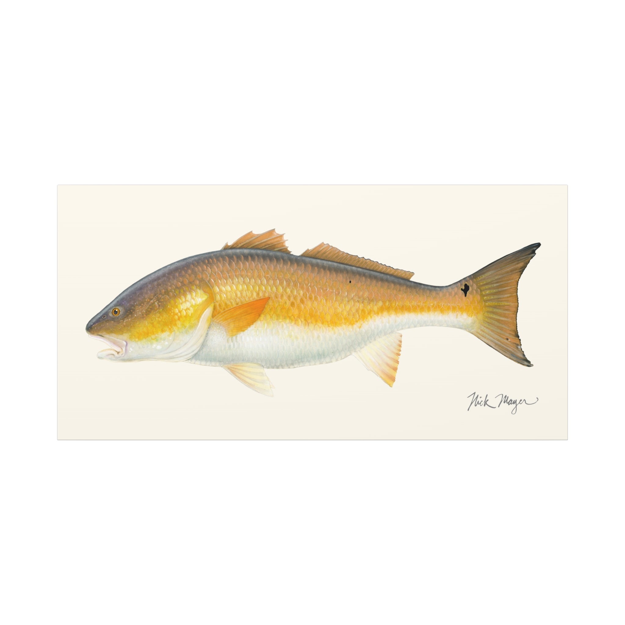 Bull Redfish Canvas Print