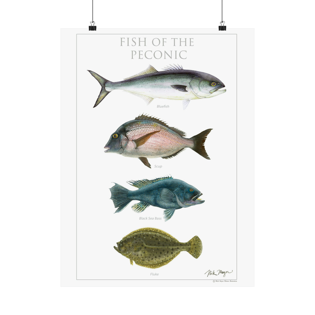 Fish of the Peconic Poster