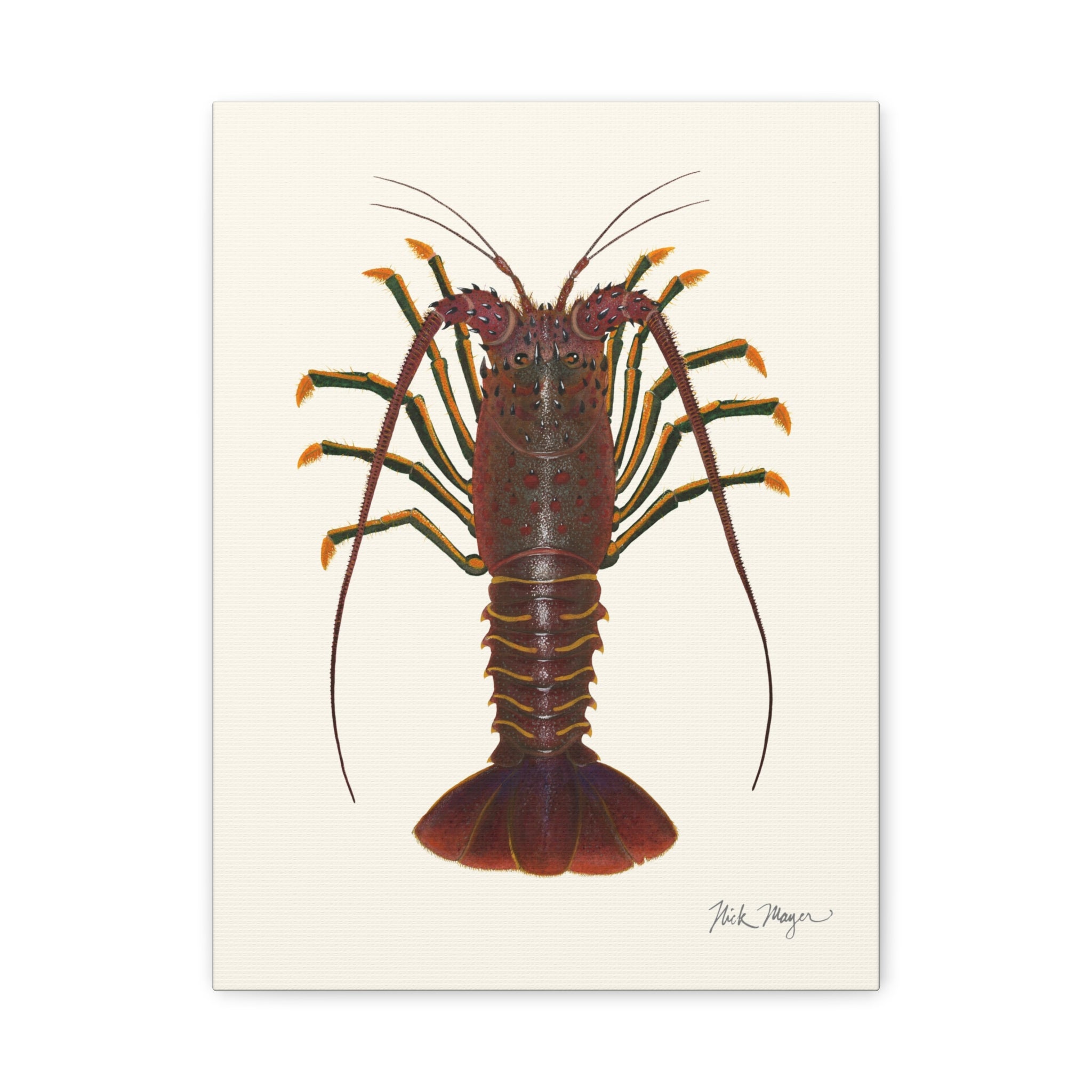 Spiny Lobster Canvas Print