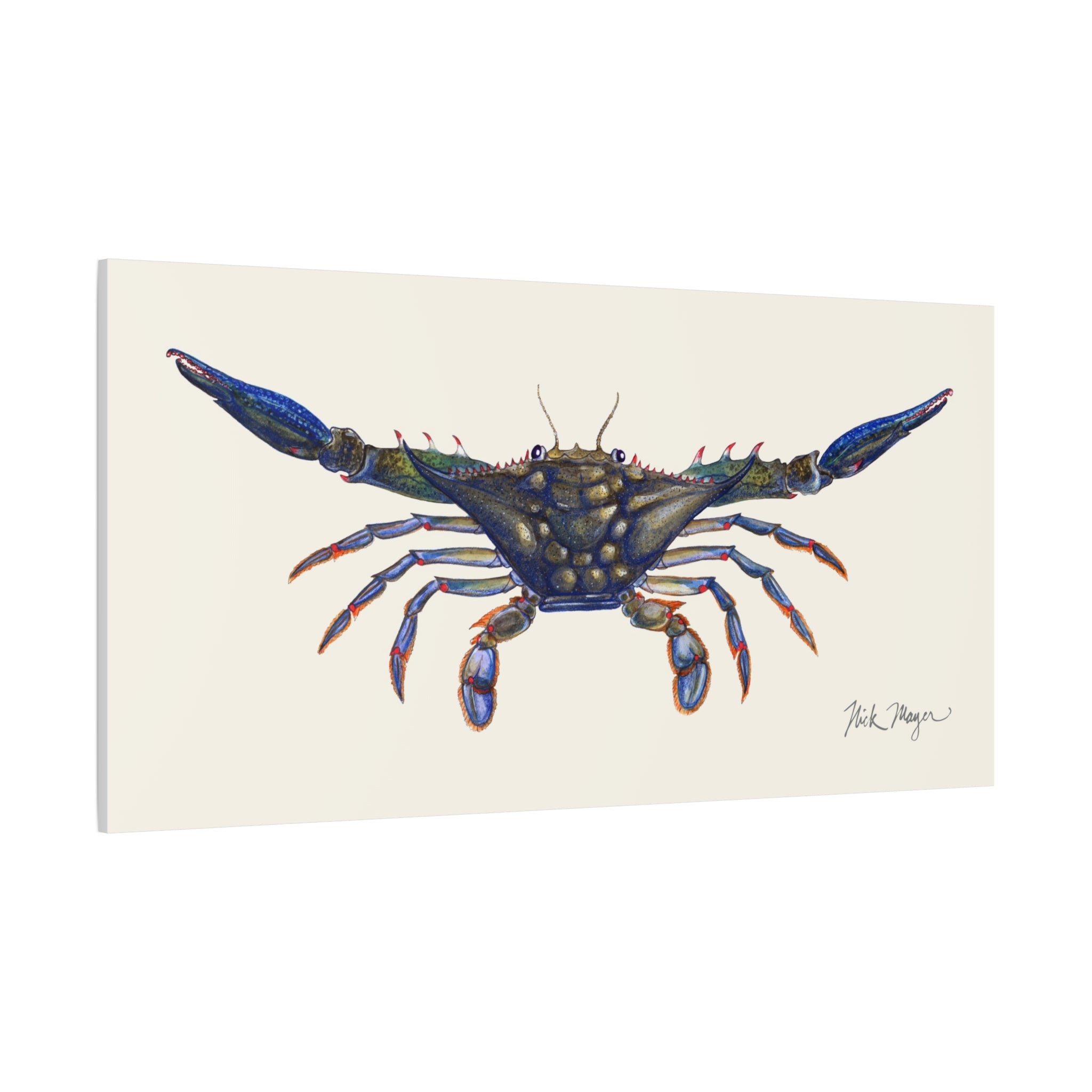 Blue Crab Claws Out Canvas Print