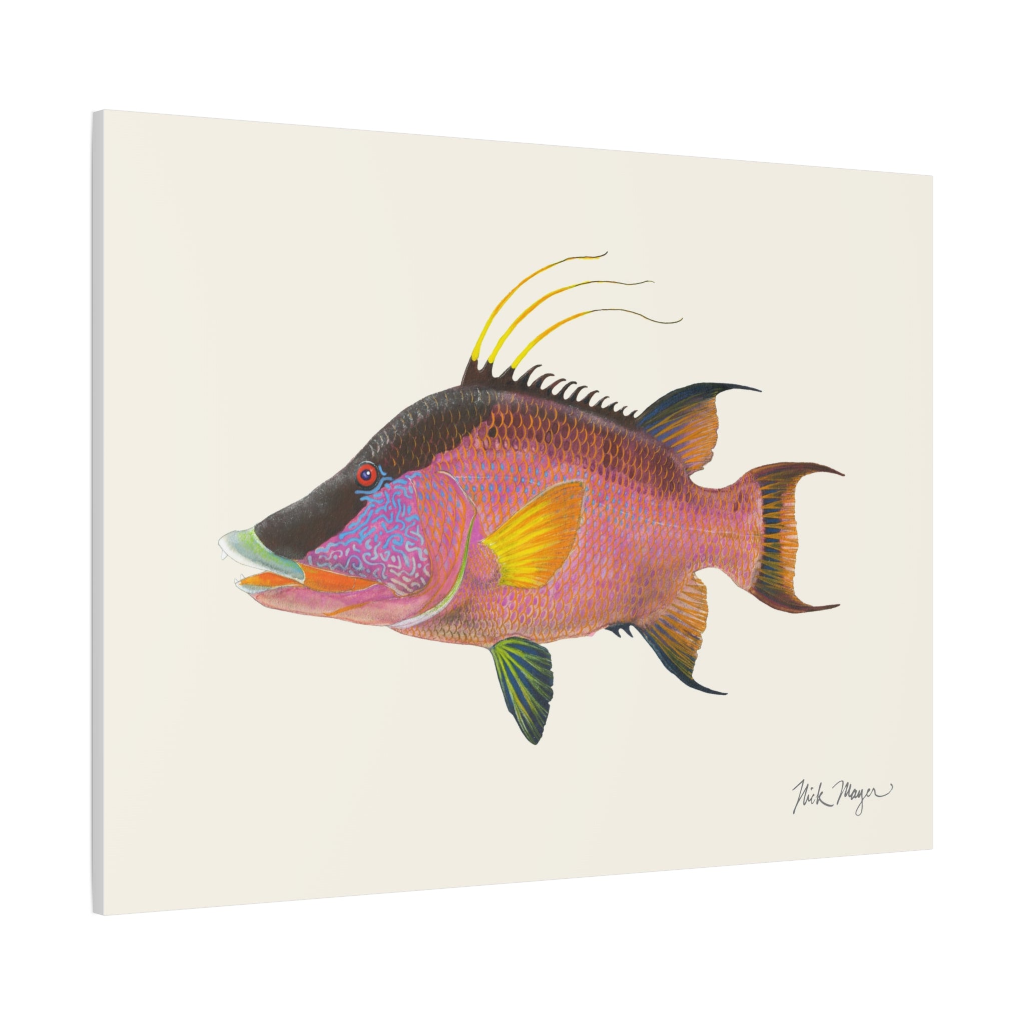 Hogfish Canvas Print
