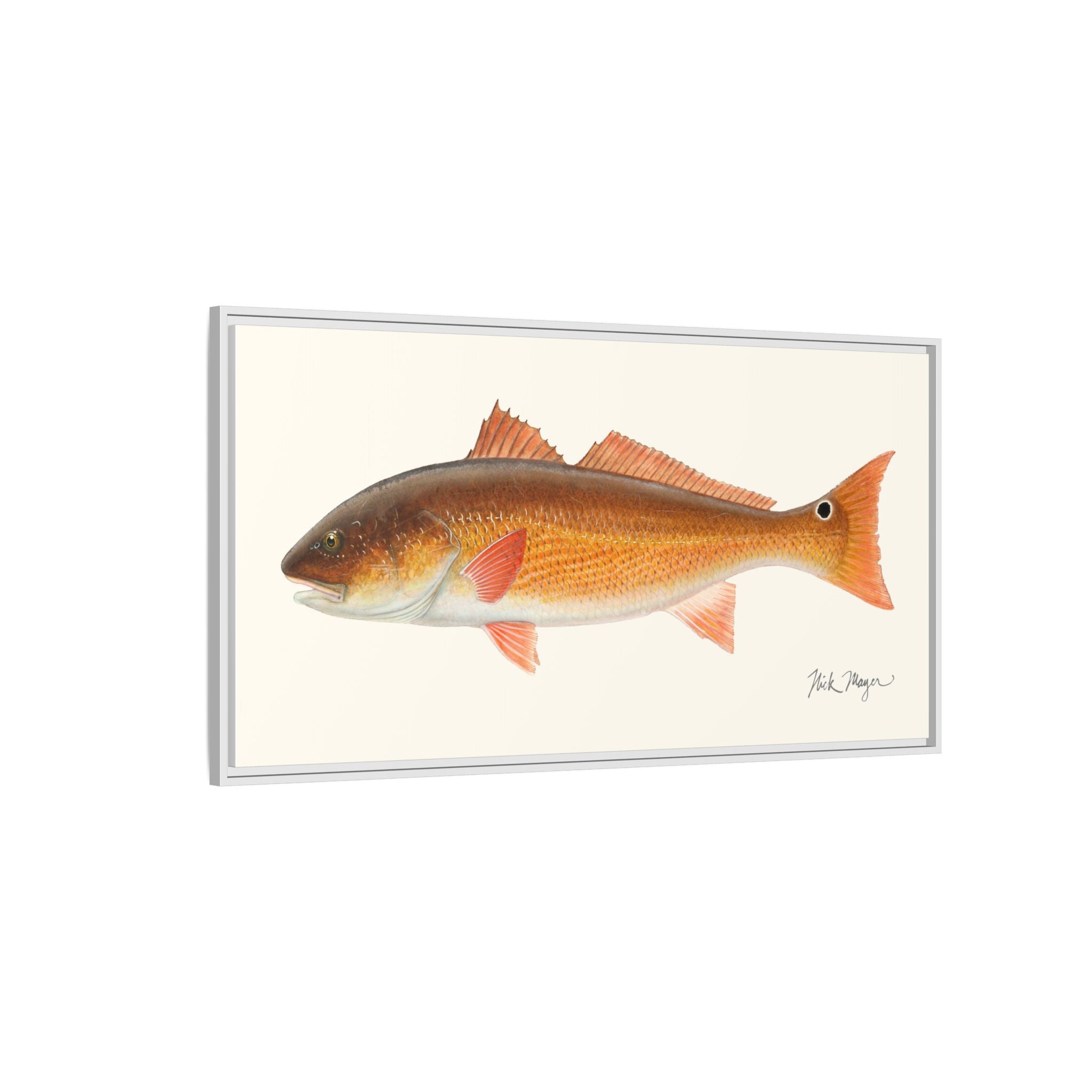 Redfish, 15 lbs Framed Canvas Print Printify
