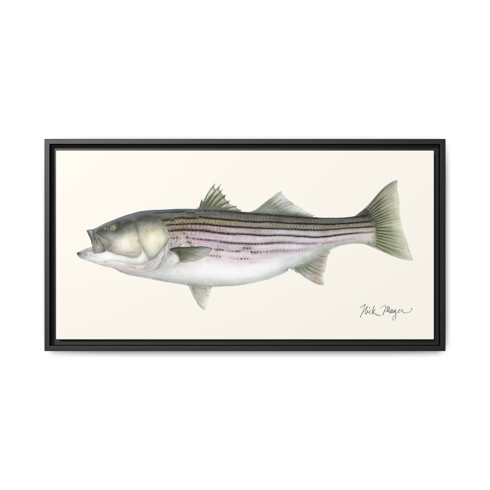 Striped Bass, 30 lbs Framed Canvas Print Printify