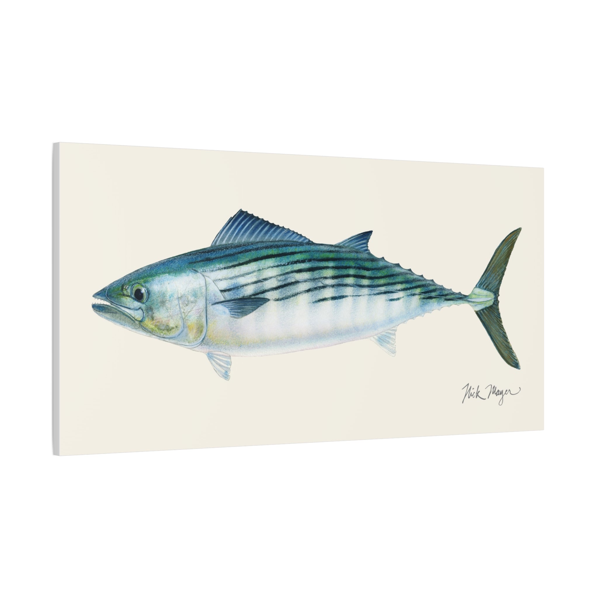 Bonito Canvas Print