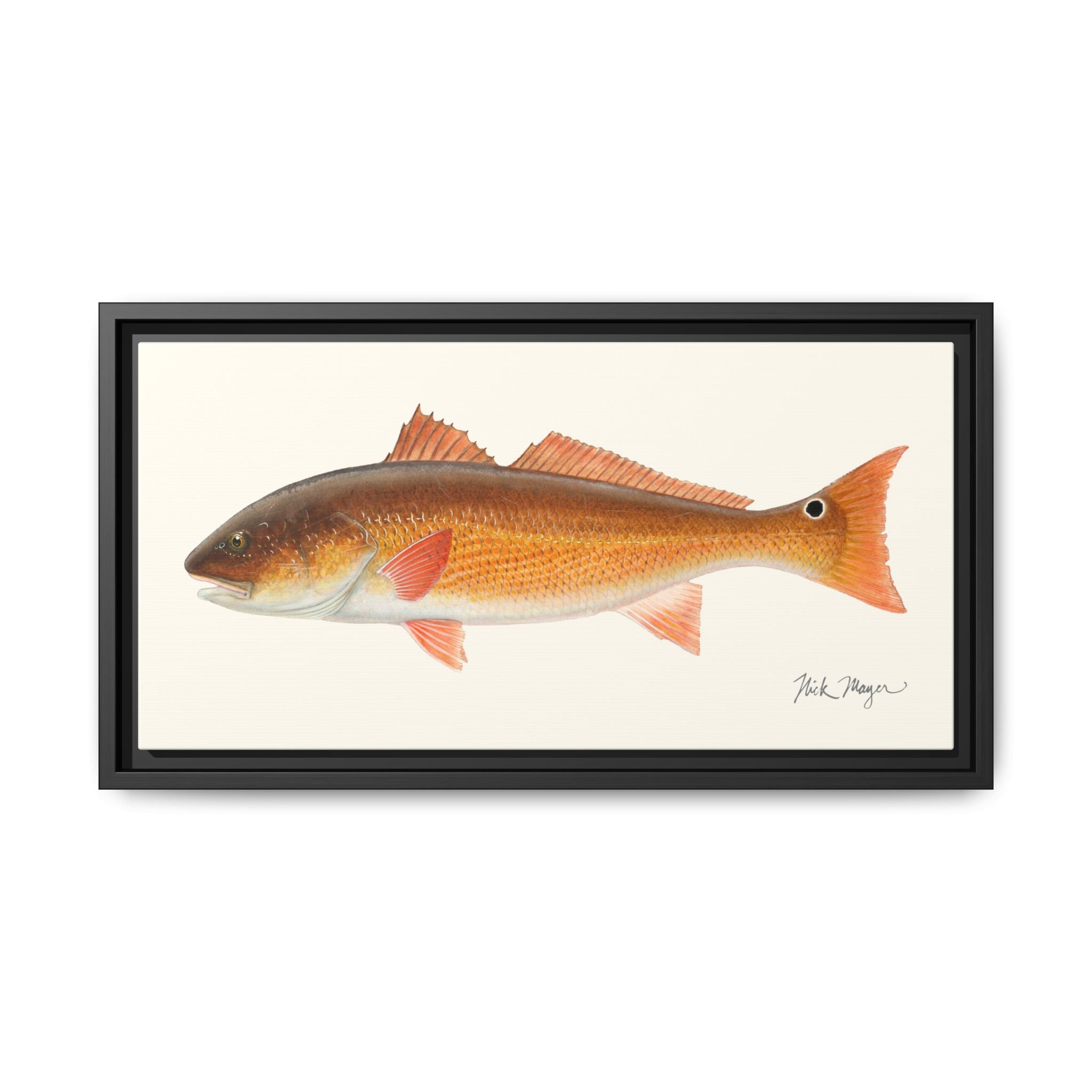 Redfish, 15 lbs Framed Canvas Print Printify