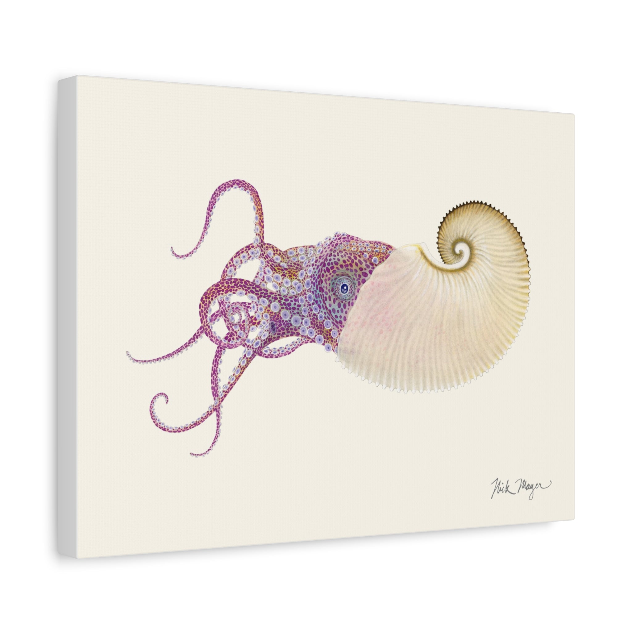 Paper Nautilus Canvas Print