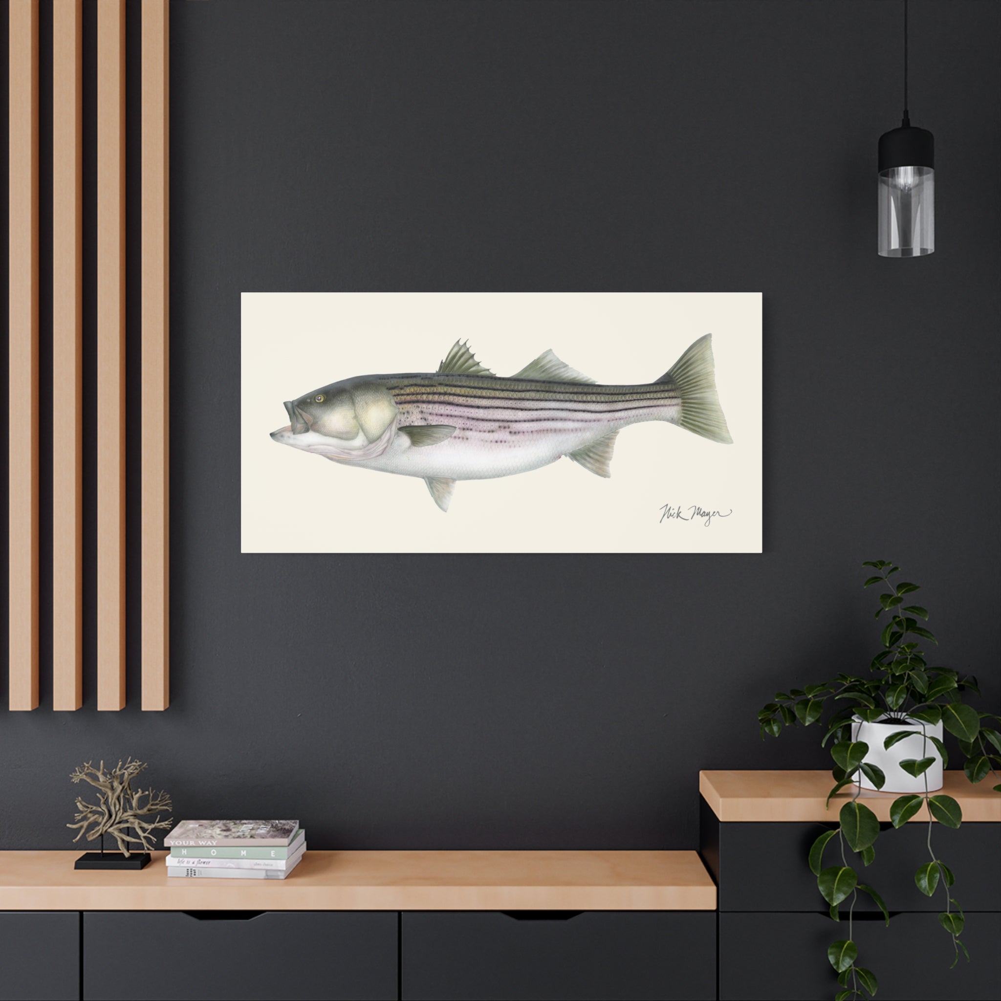 Striped Bass, 30 lbs Canvas Print