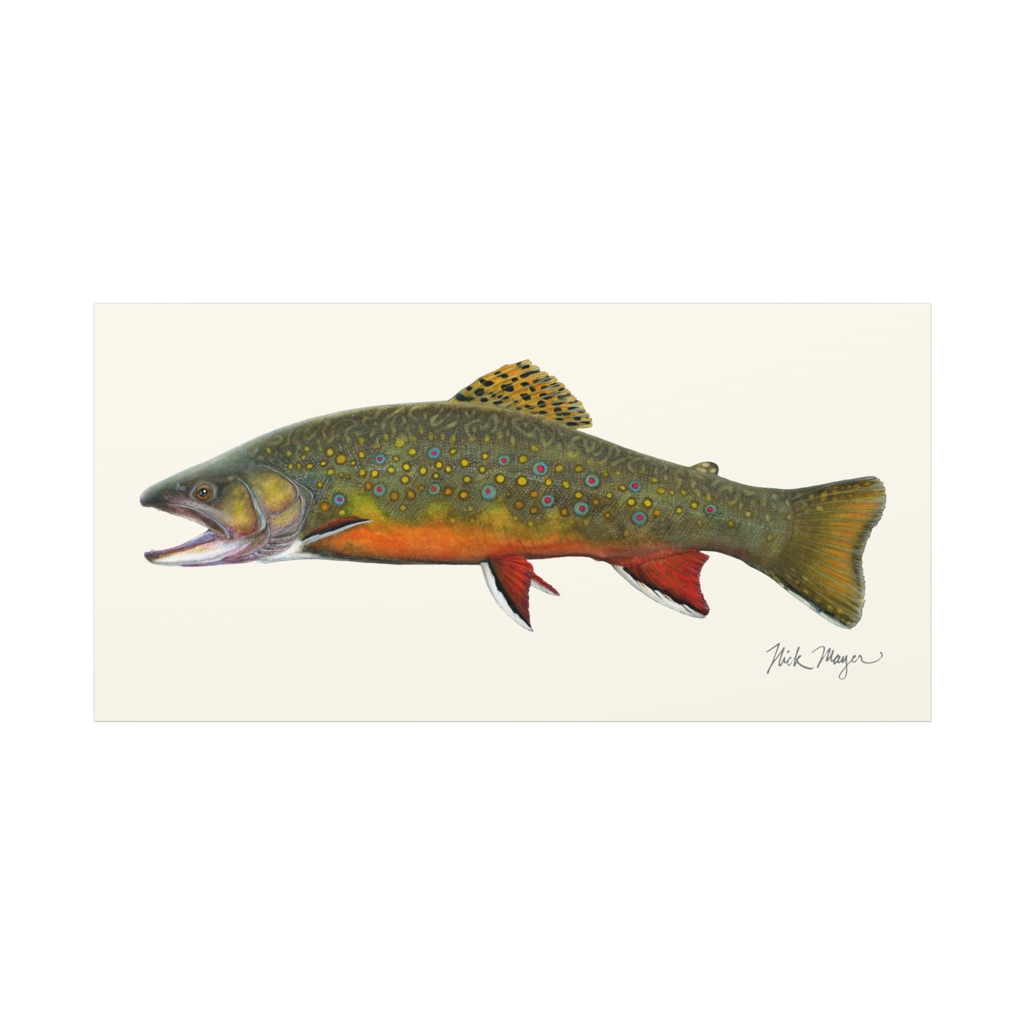 Beaver Pond Brook Trout Canvas Print