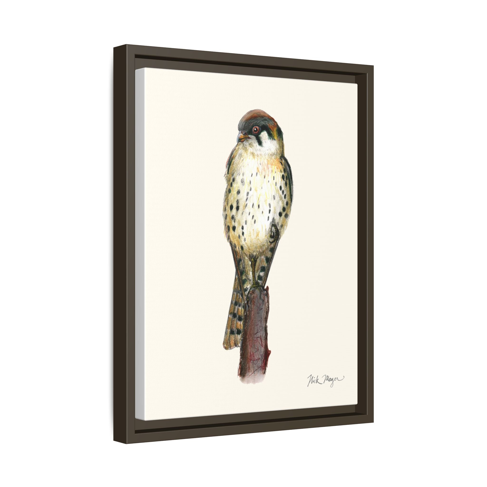 American Kestrel Framed Canvas Print Printify