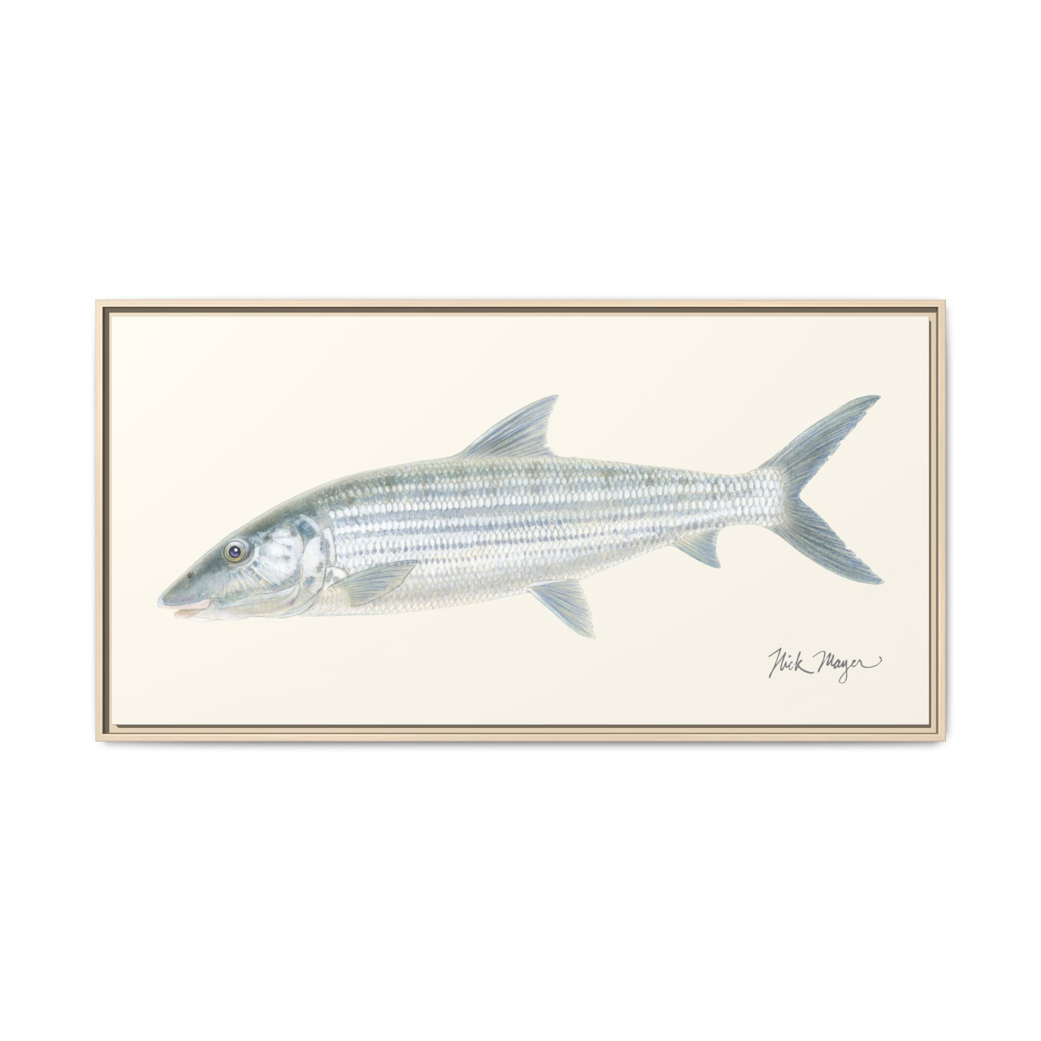 Bonefish Framed Canvas Print Printify