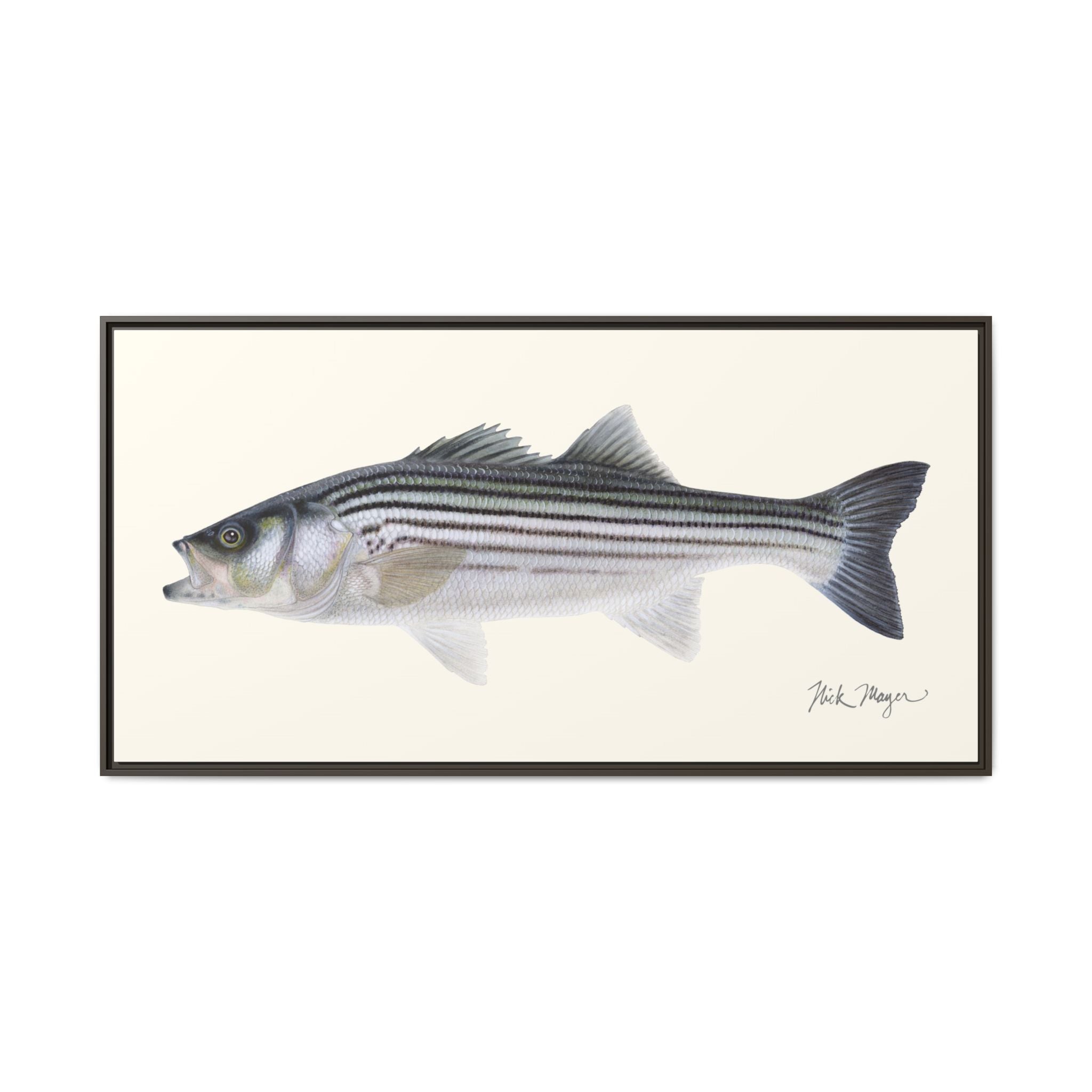 Schoolie Striped Bass Framed Canvas Print Printify