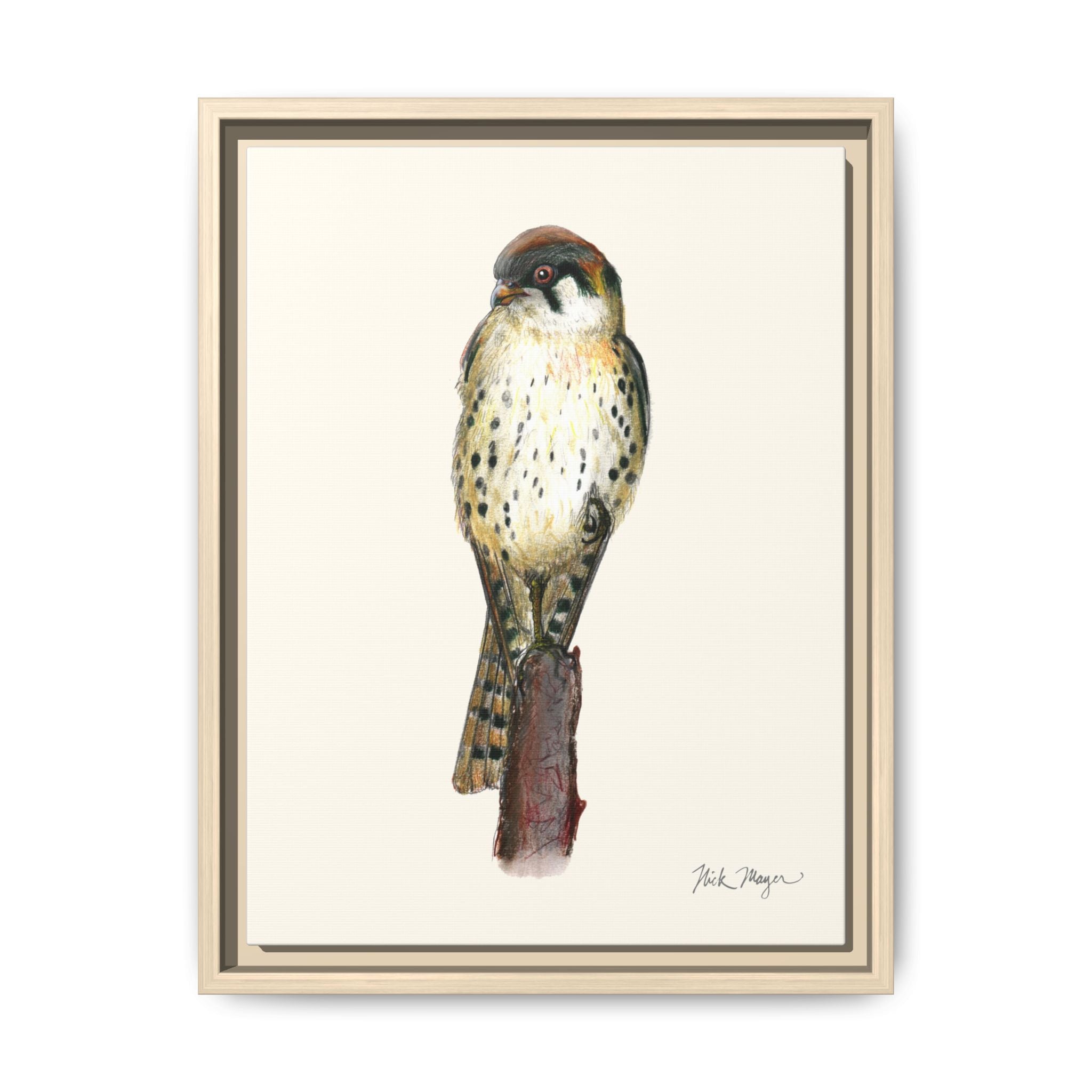 American Kestrel Framed Canvas Print Printify