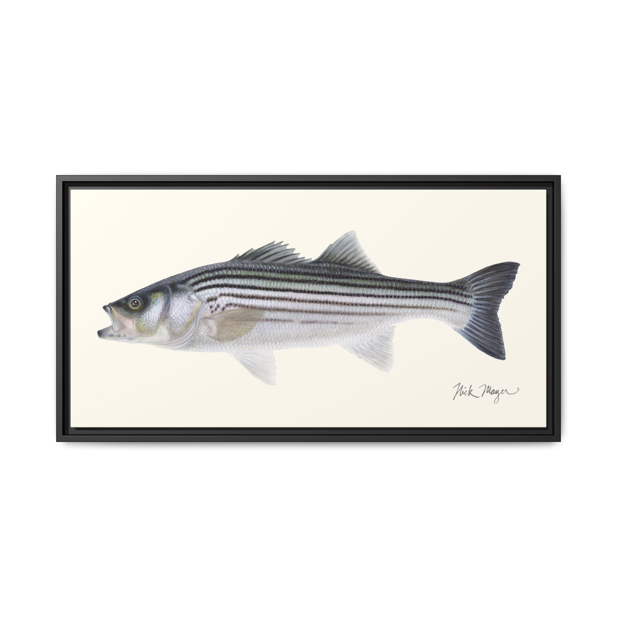 Schoolie Striped Bass Framed Canvas Print Printify