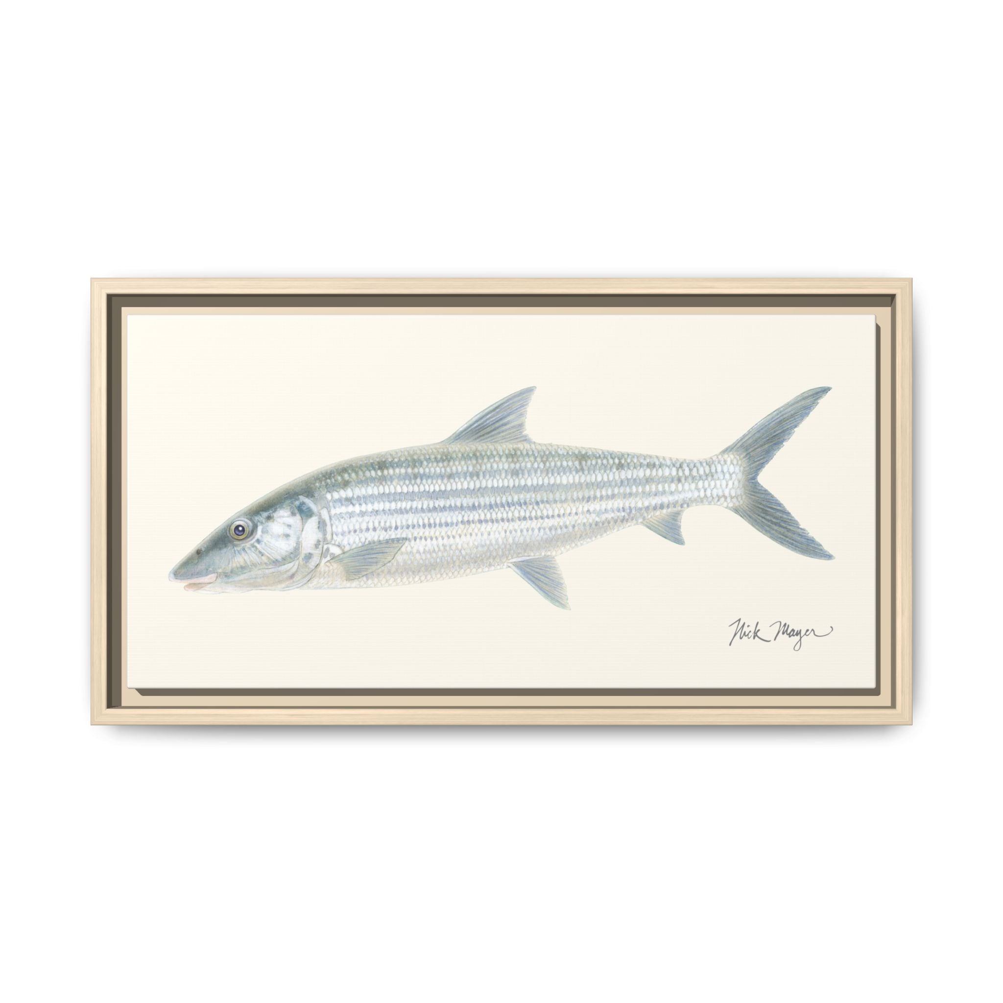 Bonefish Framed Canvas Print Printify