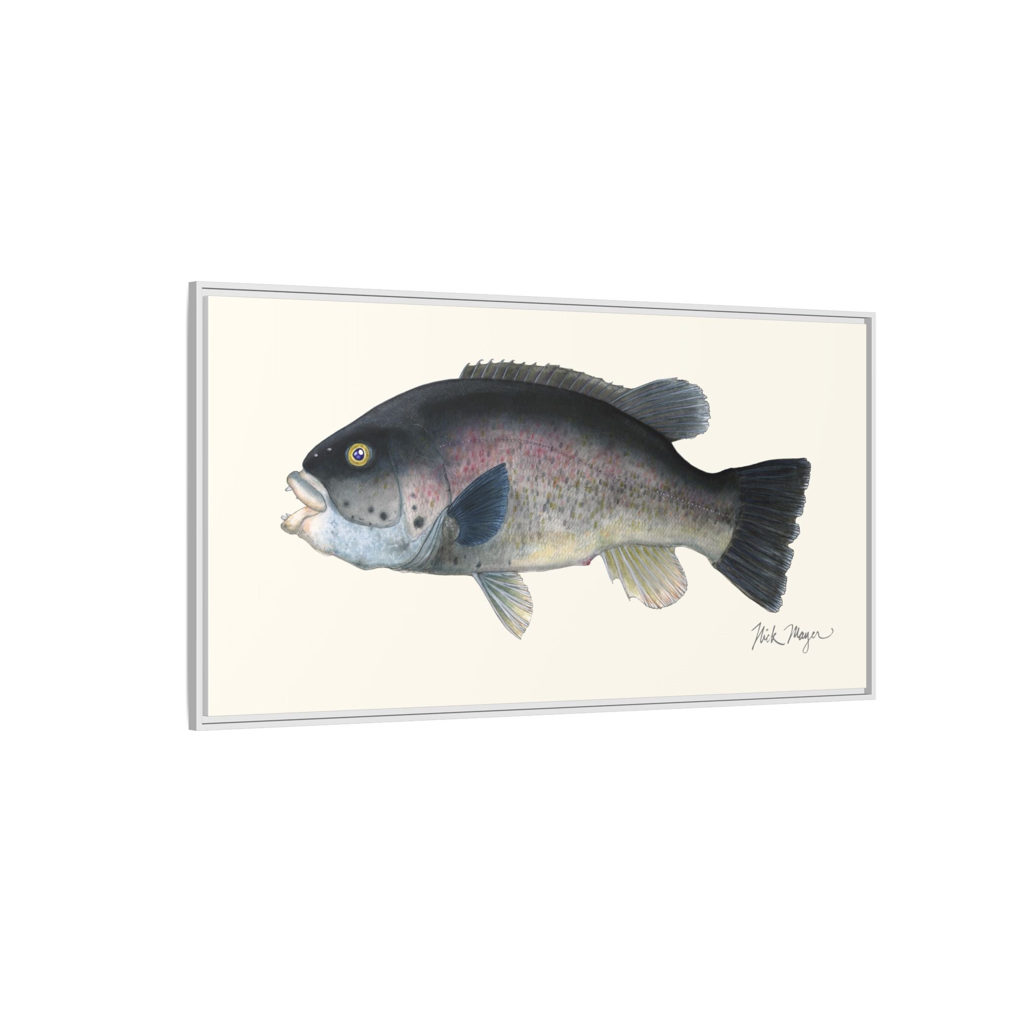 Tautog / Blackfish Framed Canvas Print Printify