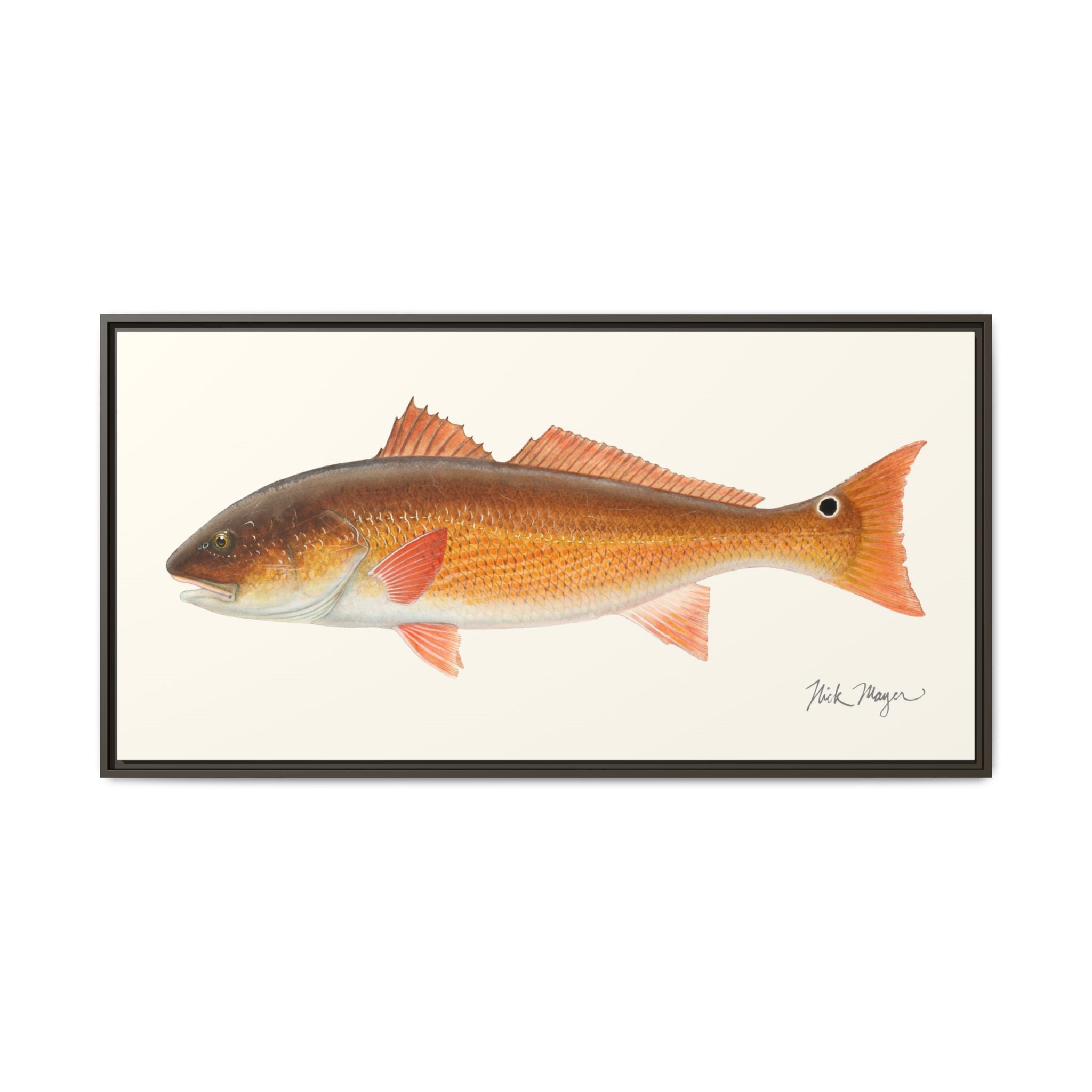 Redfish, 15 lbs Framed Canvas Print Printify