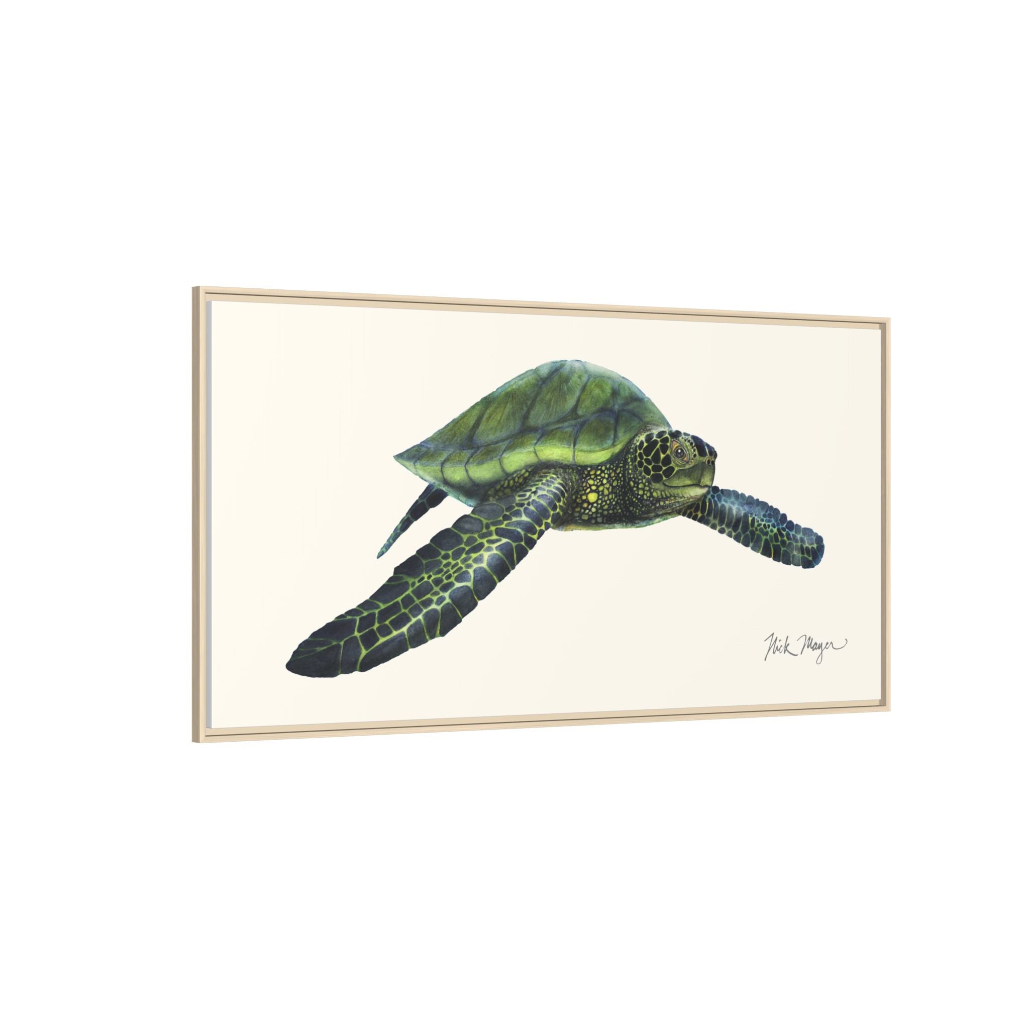 Green Sea Turtle I Framed Canvas Print Printify