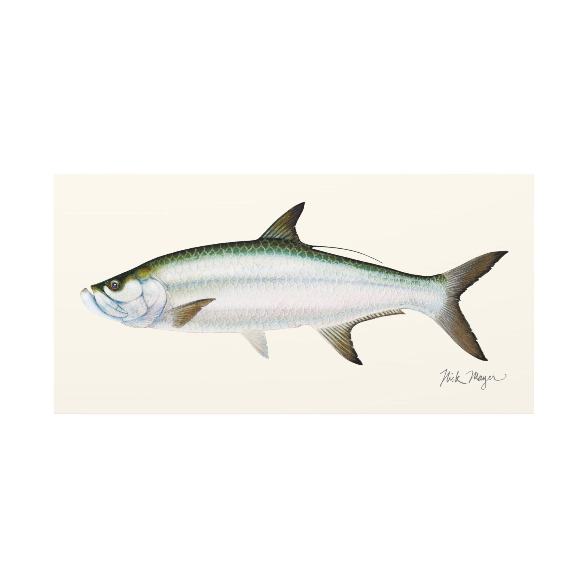 Tarpon Canvas Print