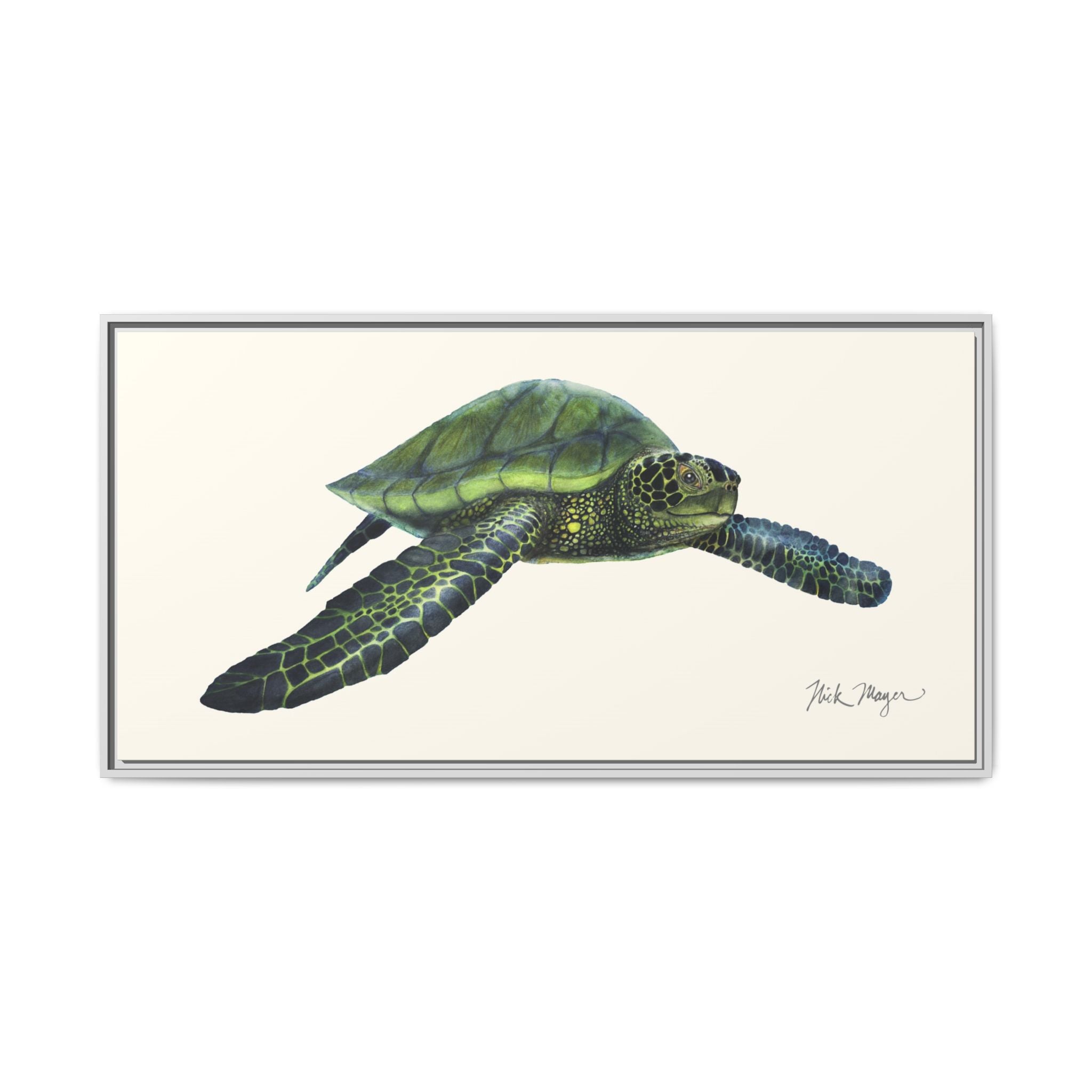 Green Sea Turtle I Framed Canvas Print Printify