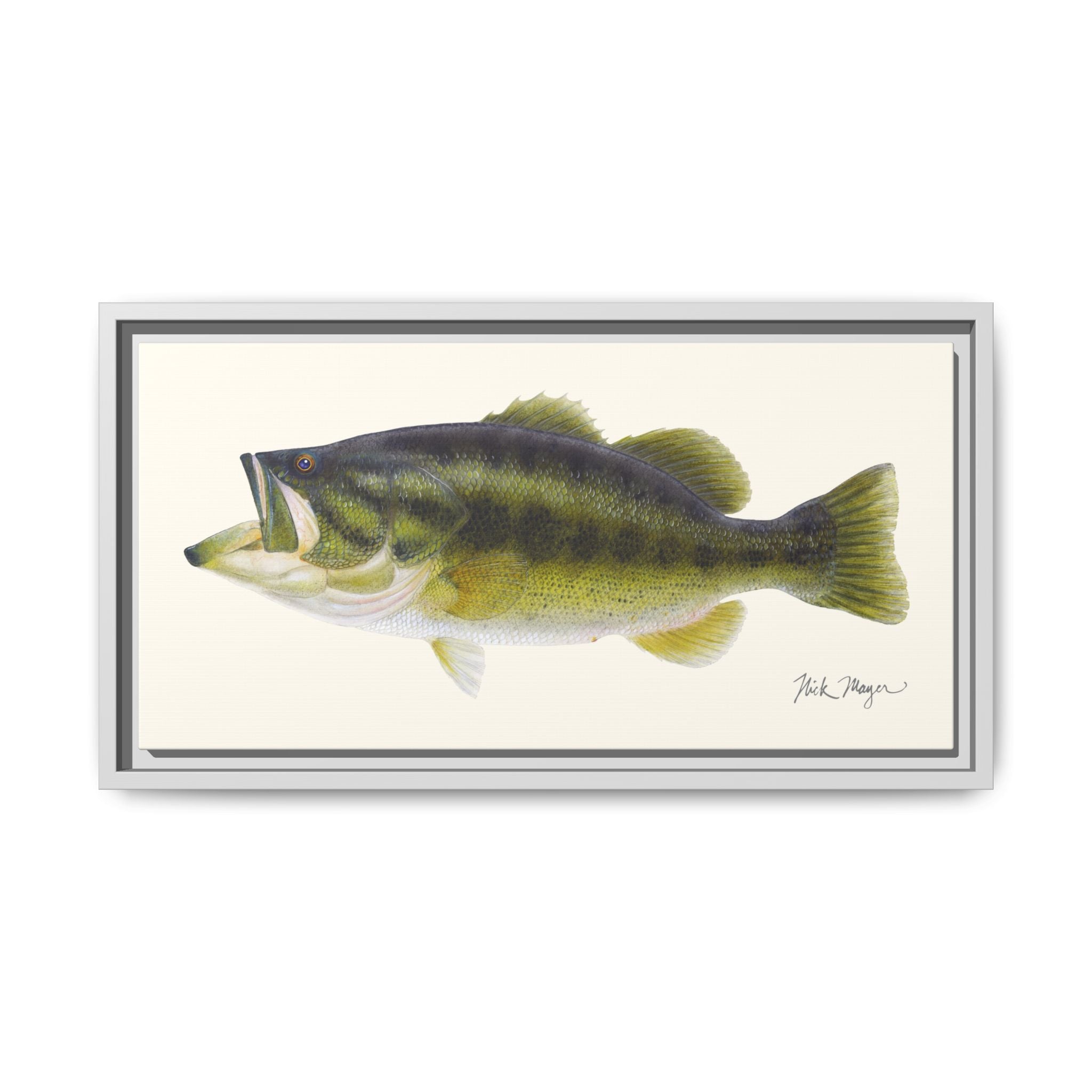Largemouth Bass I Framed Canvas Print Printify