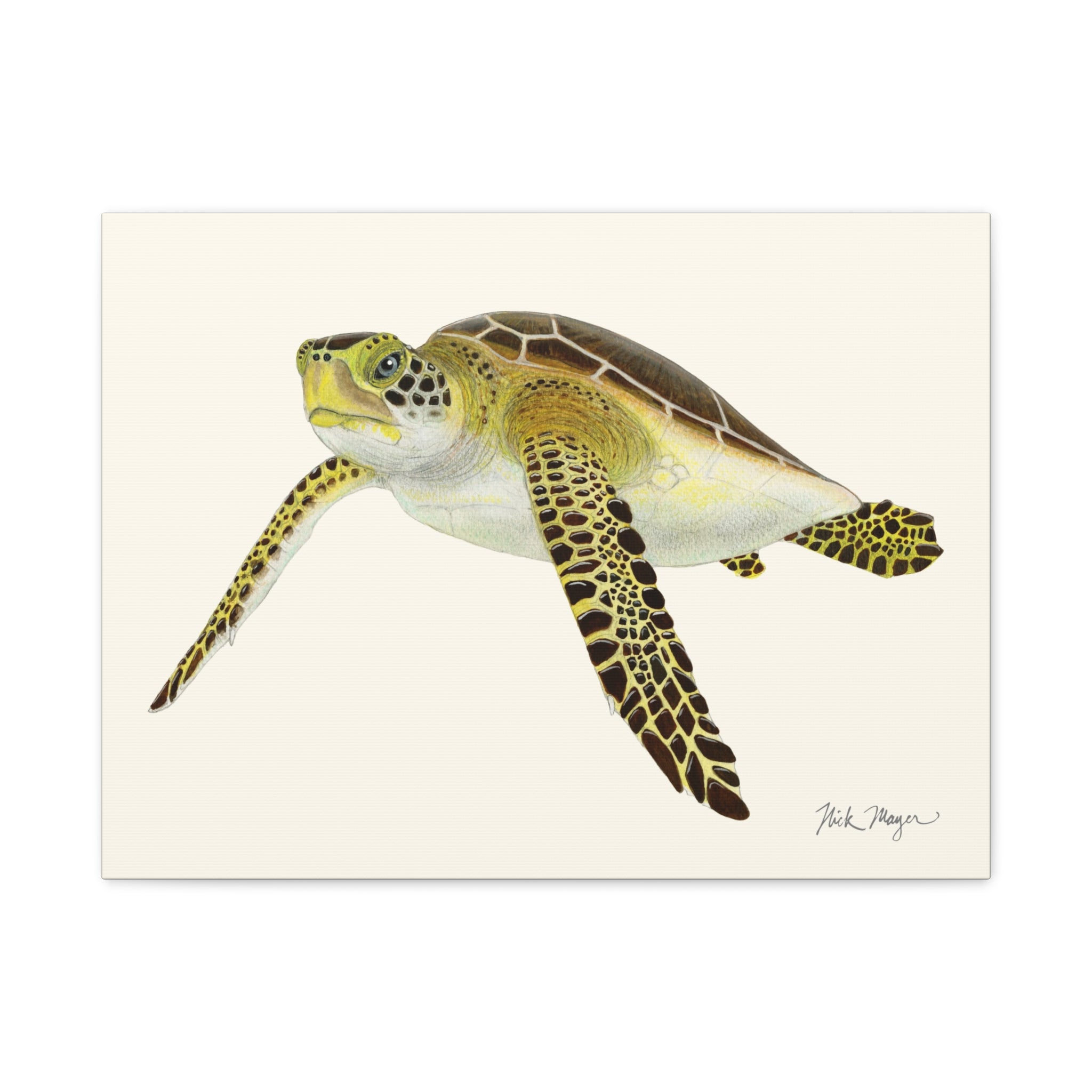 Juvenile Green Sea Turtle III Canvas Print