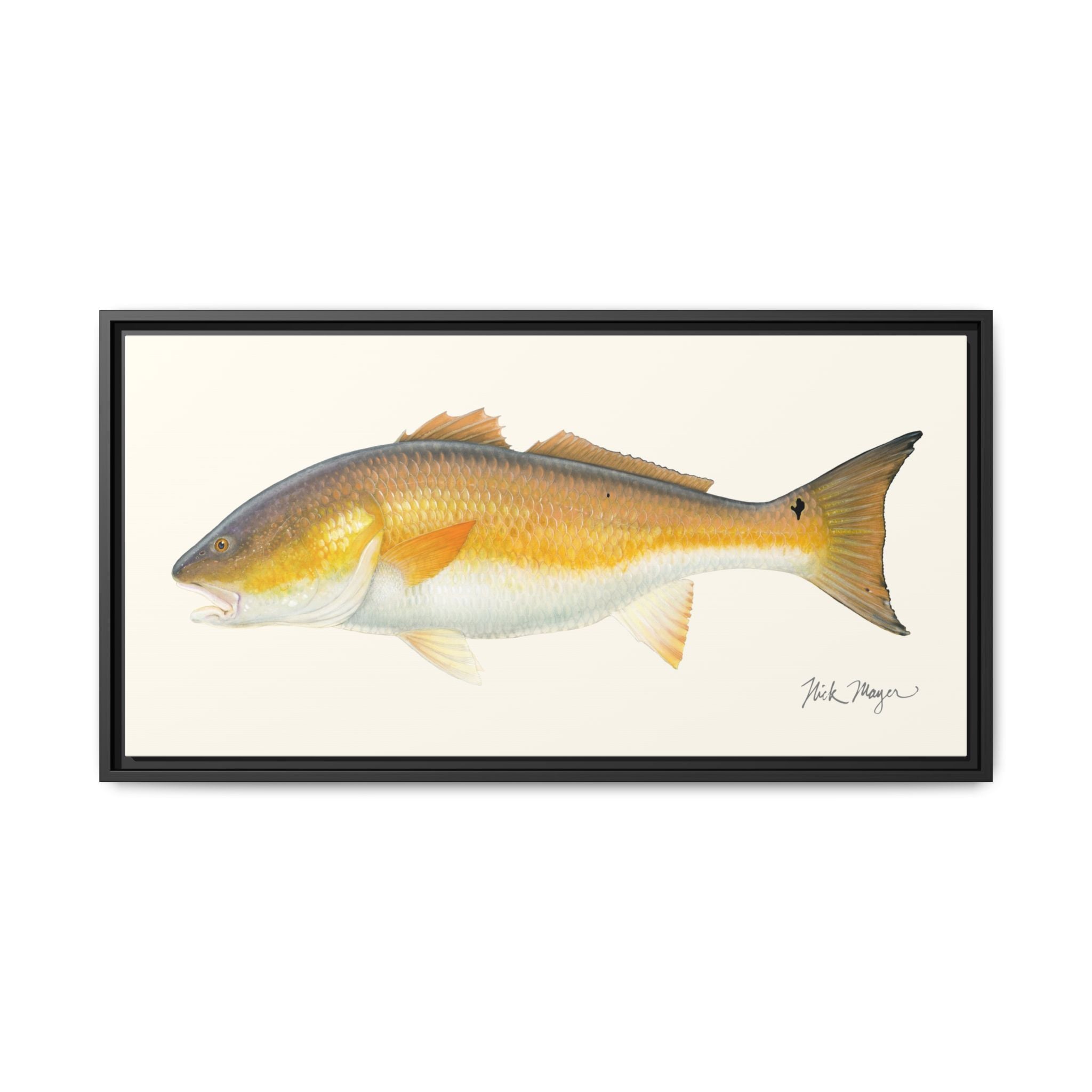Bull Redfish Framed Canvas Print Printify