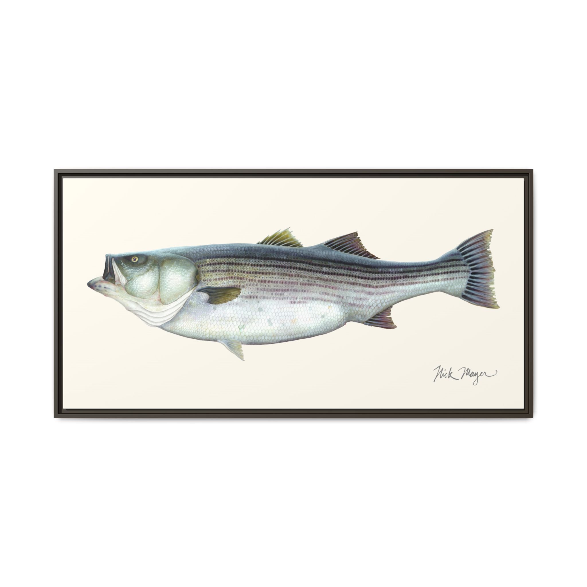 Striped Bass, 60 lbs Framed Canvas Print Printify