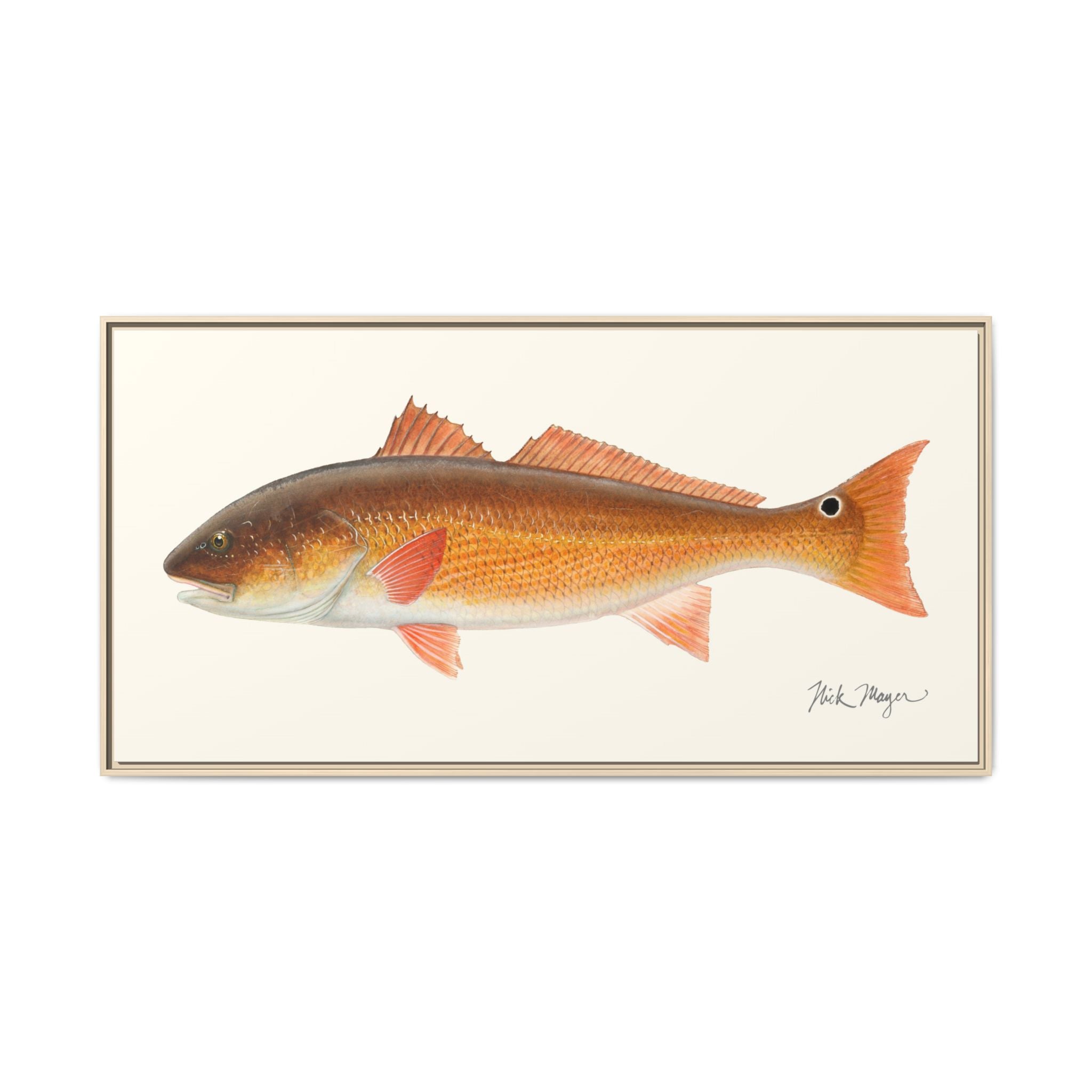 Redfish, 15 lbs Framed Canvas Print Printify
