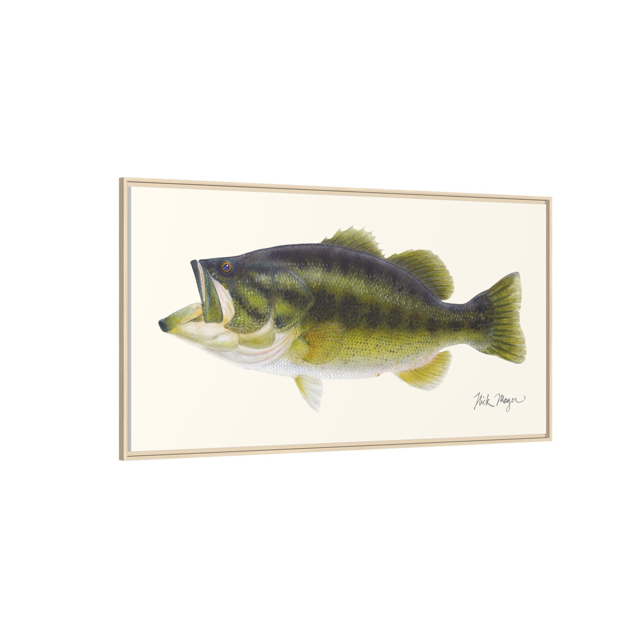Largemouth Bass I Framed Canvas Print Printify