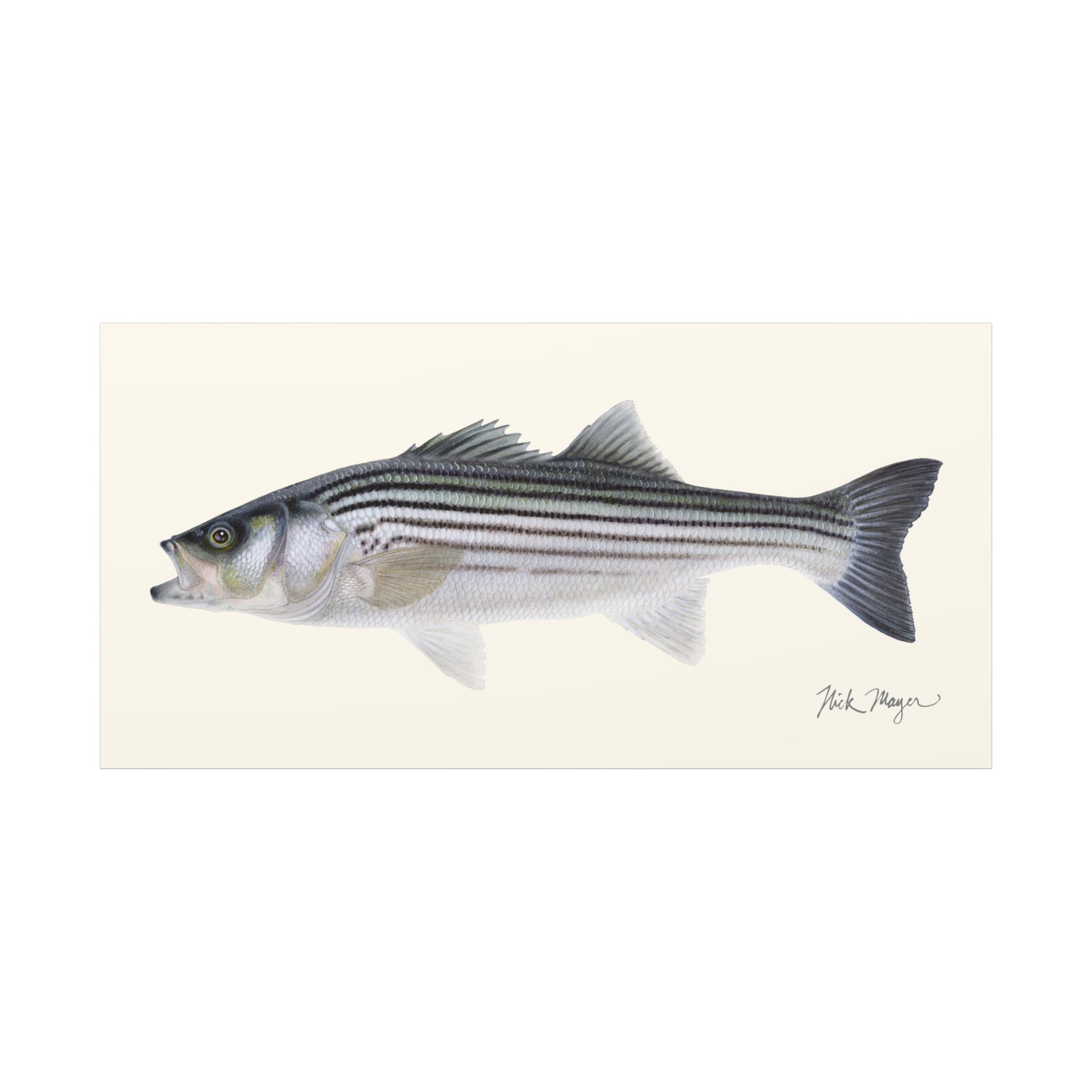 Schoolie Striped Bass Canvas Print